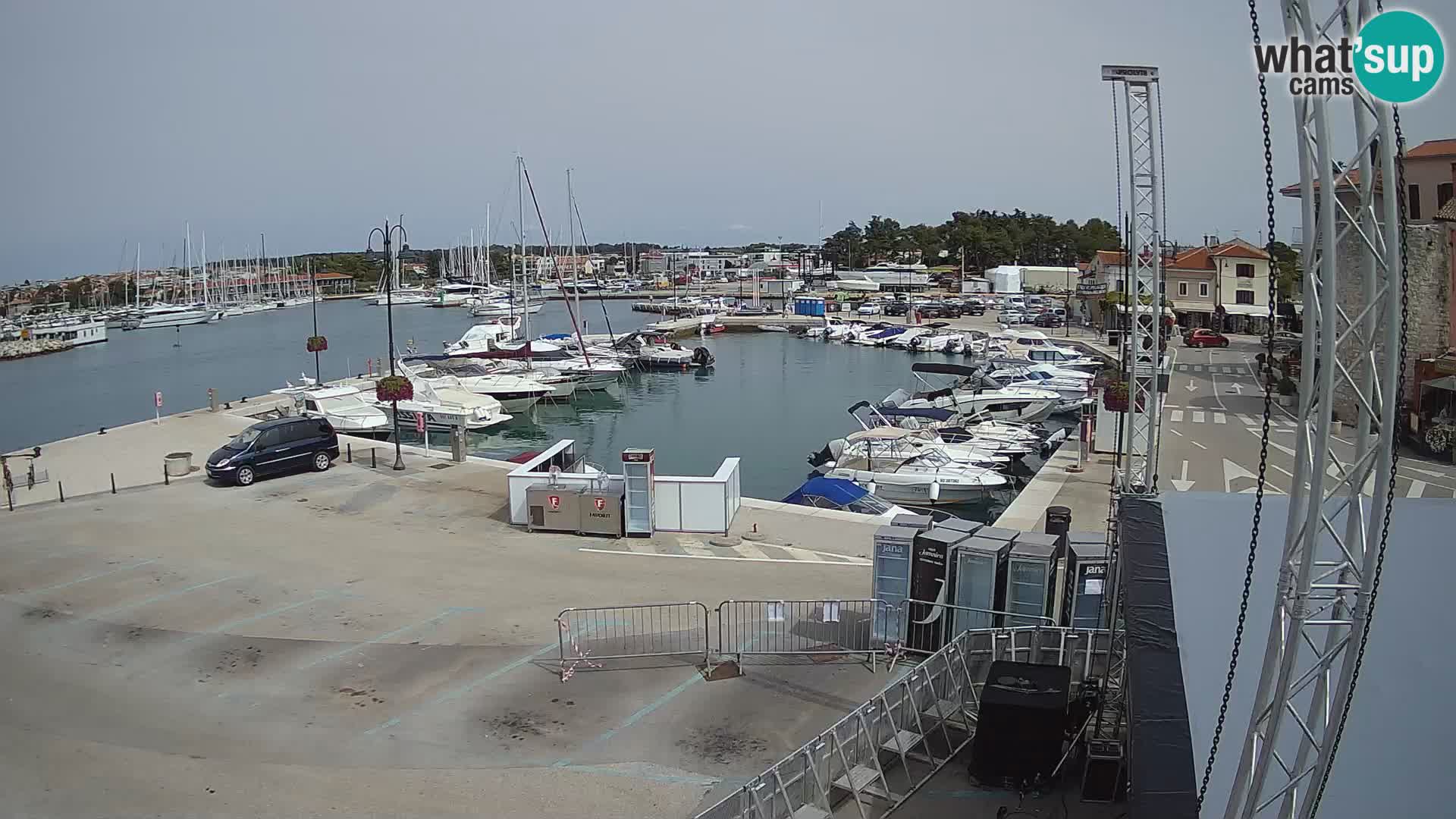 Novigrad | Porporela marina