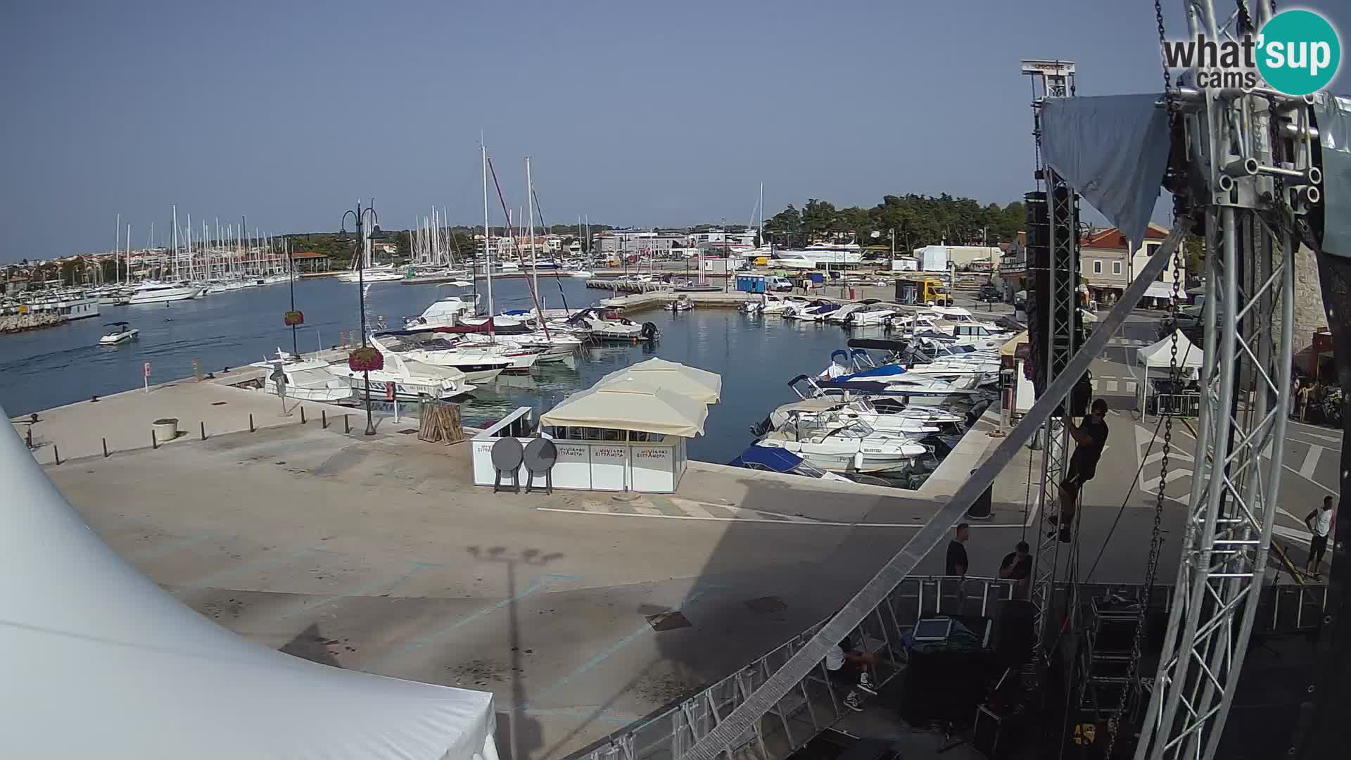 Novigrad | Porporela marina