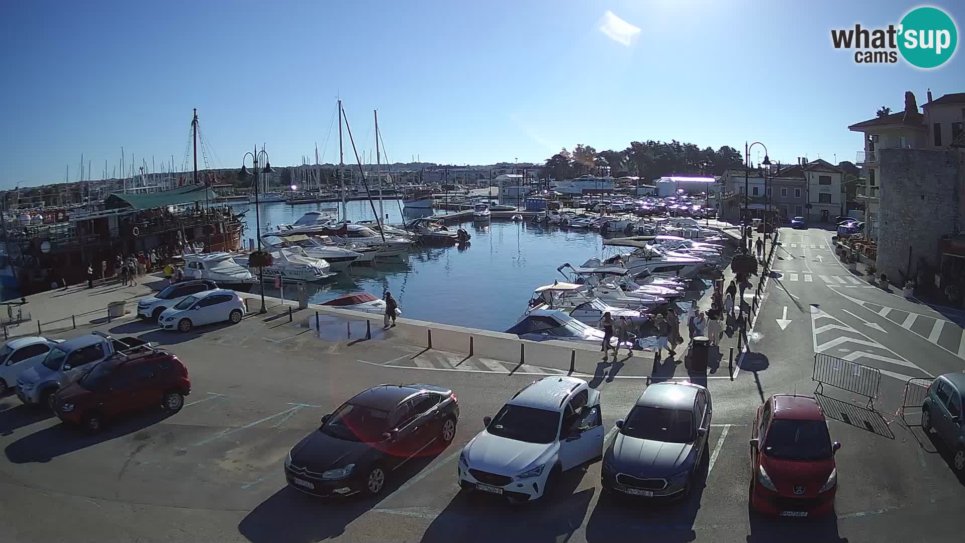 Novigrad | Porporela marina