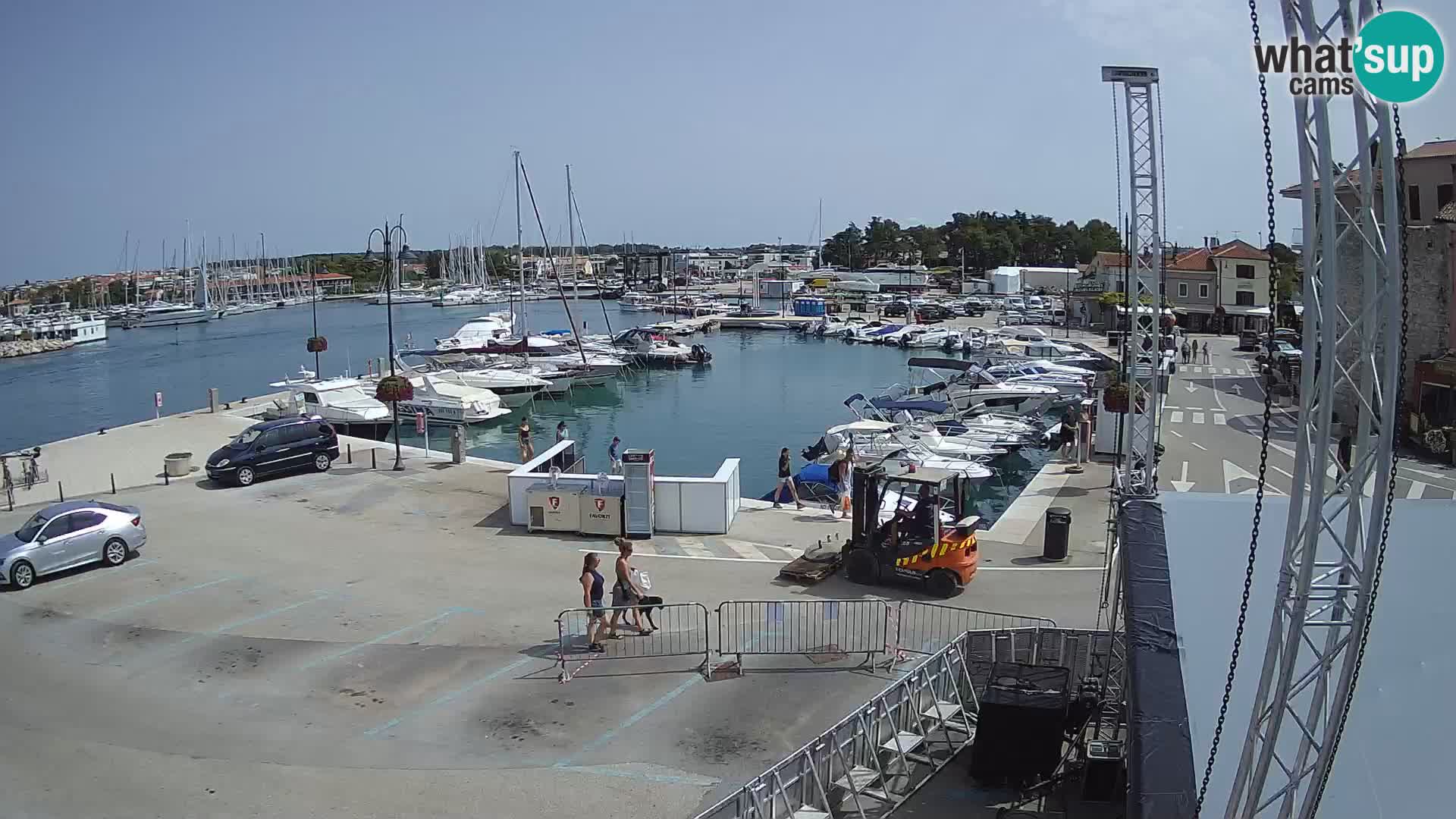 Novigrad | Porporela marina
