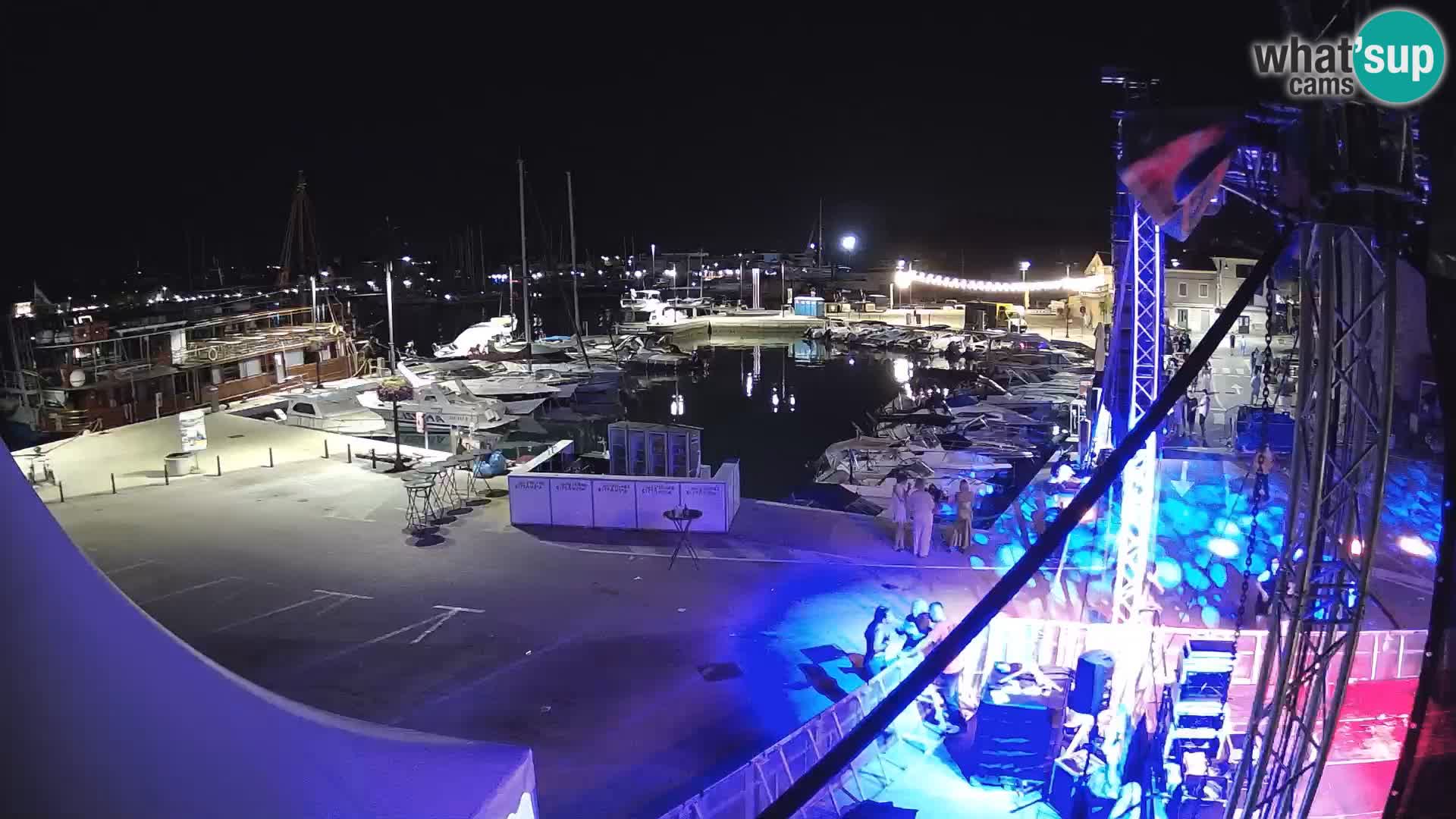 Novigrad | Porporela marina