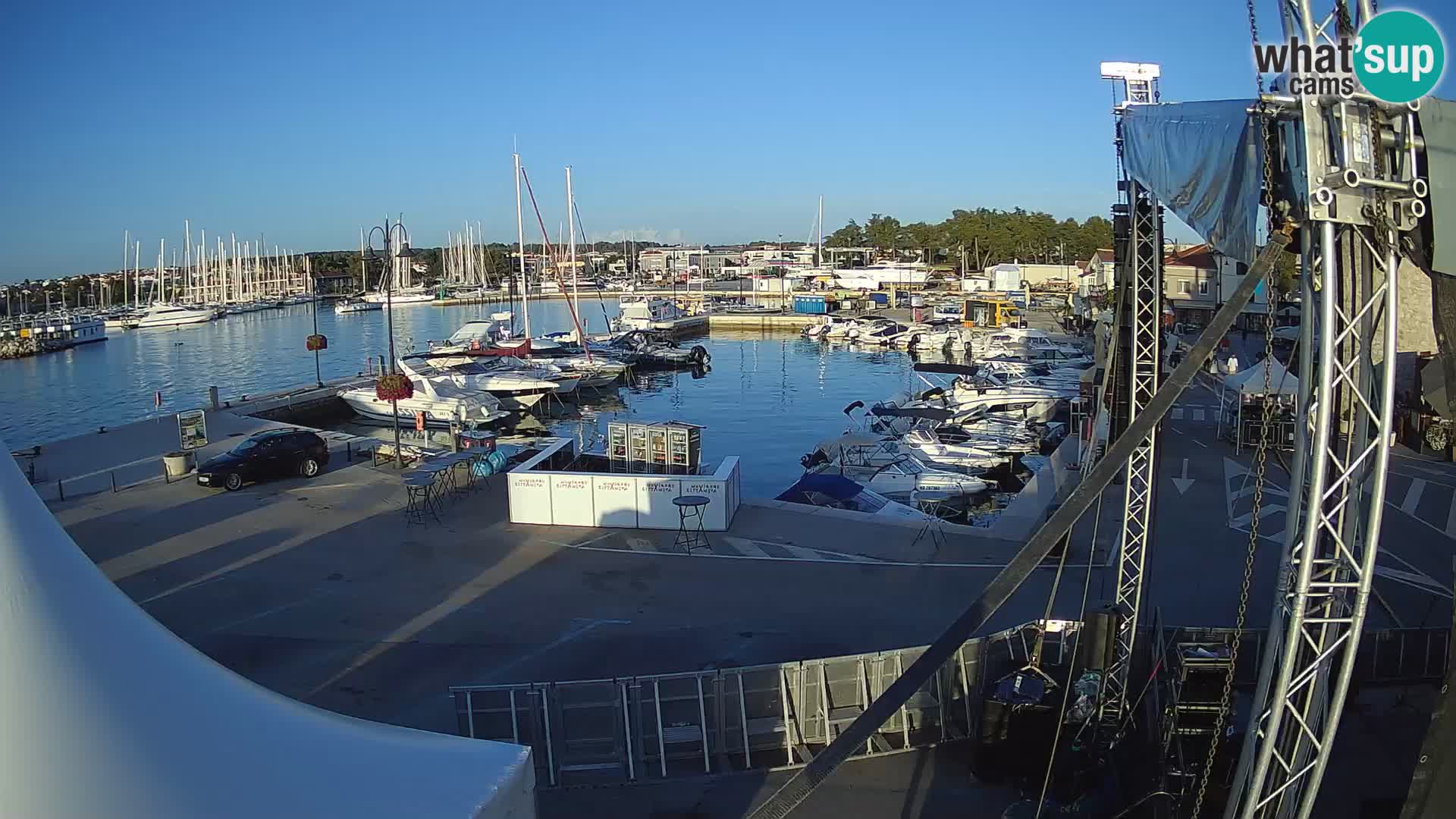 Novigrad | Porporela marina
