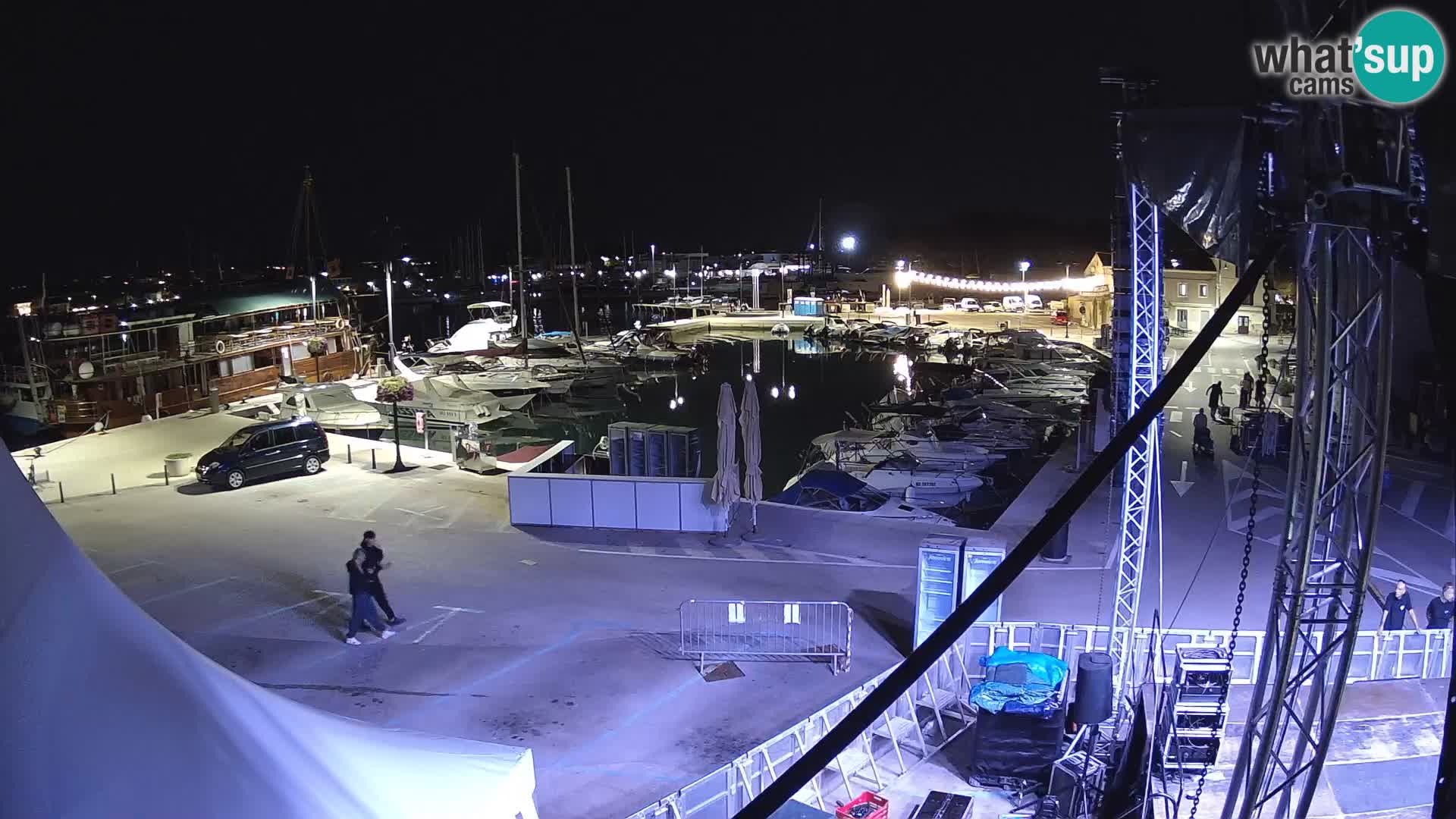 Novigrad | Porporela marina
