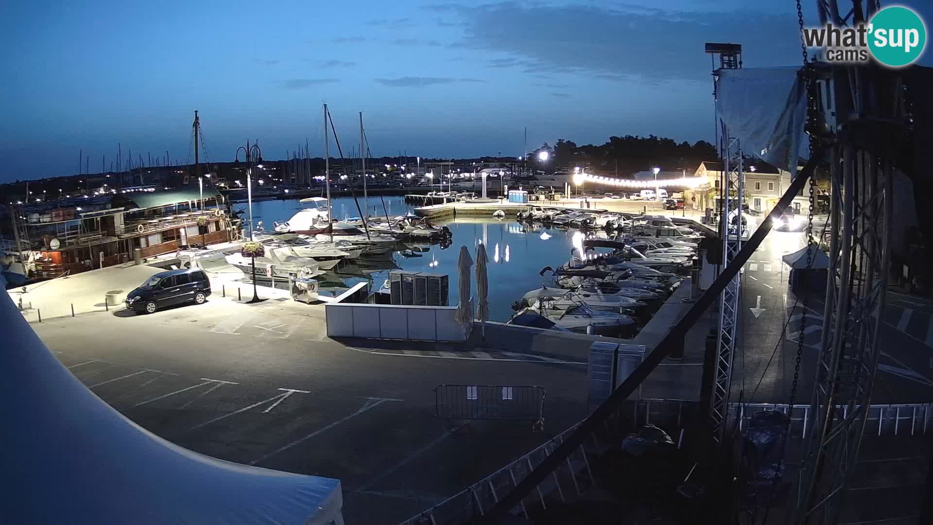 Novigrad | Porporela marina