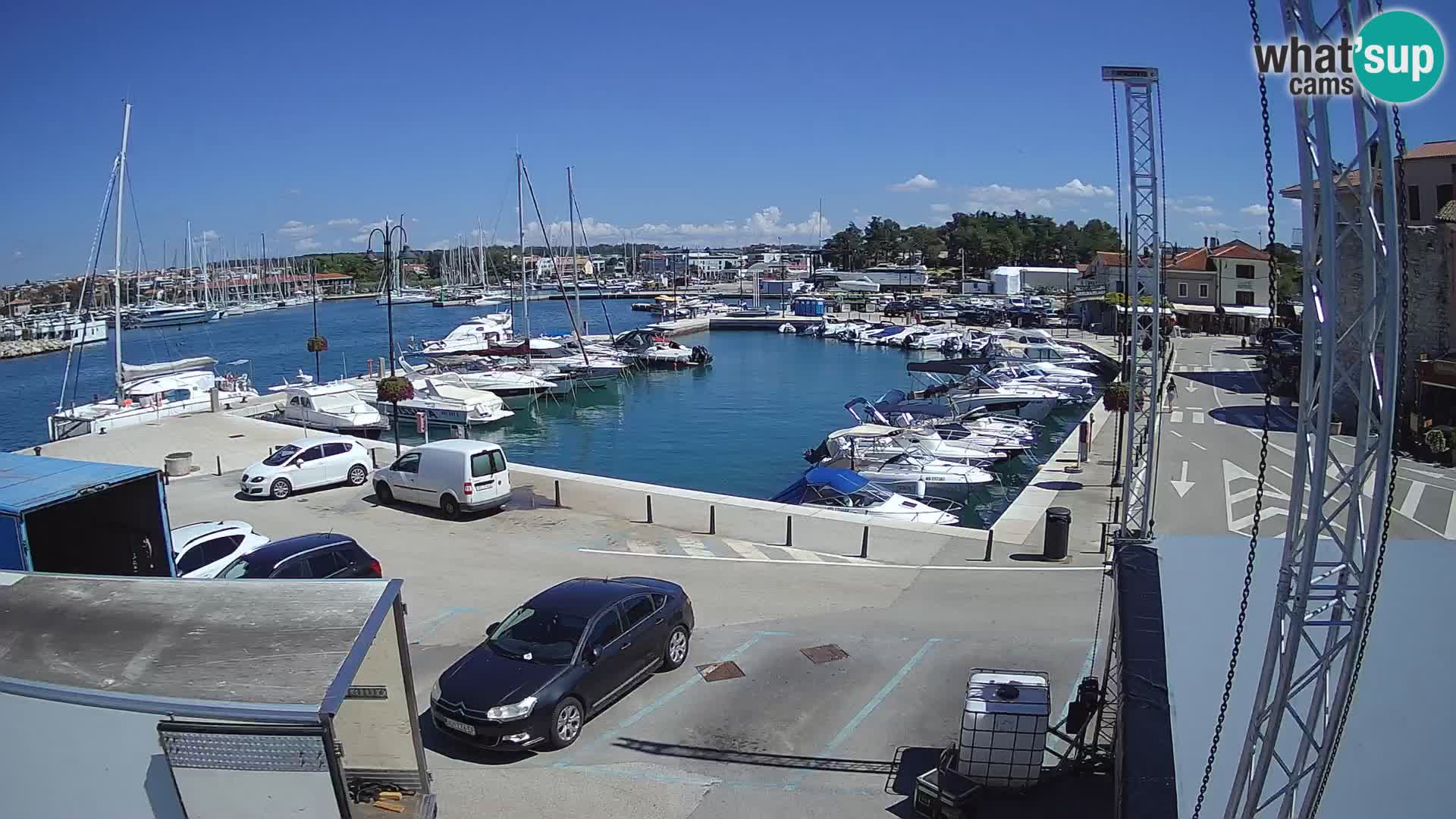 Novigrad | Porporela marina