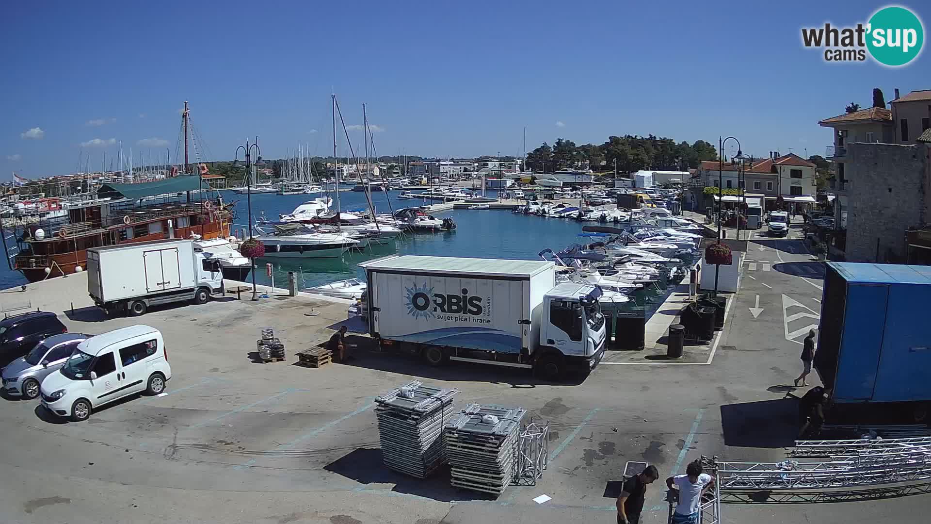 Novigrad | Porporela marina