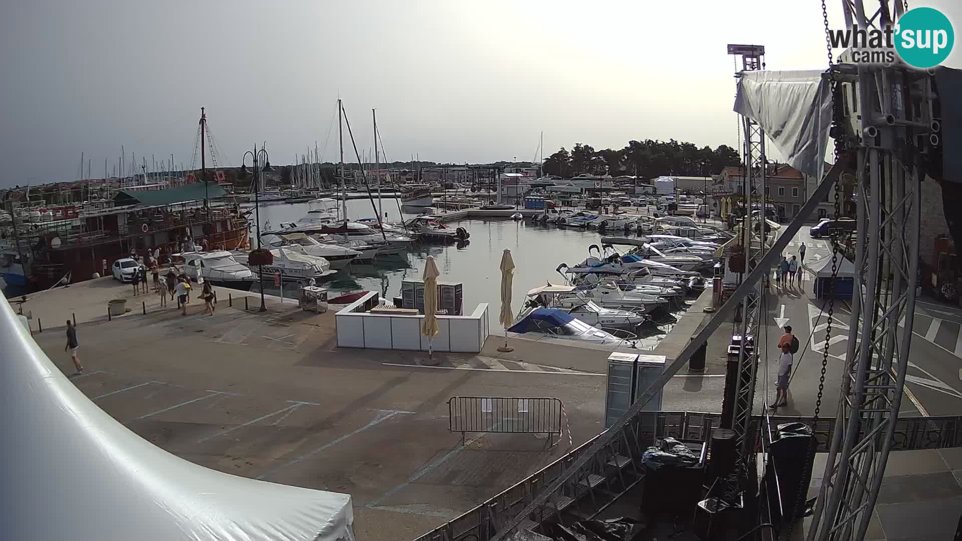 Novigrad | Porporela marina