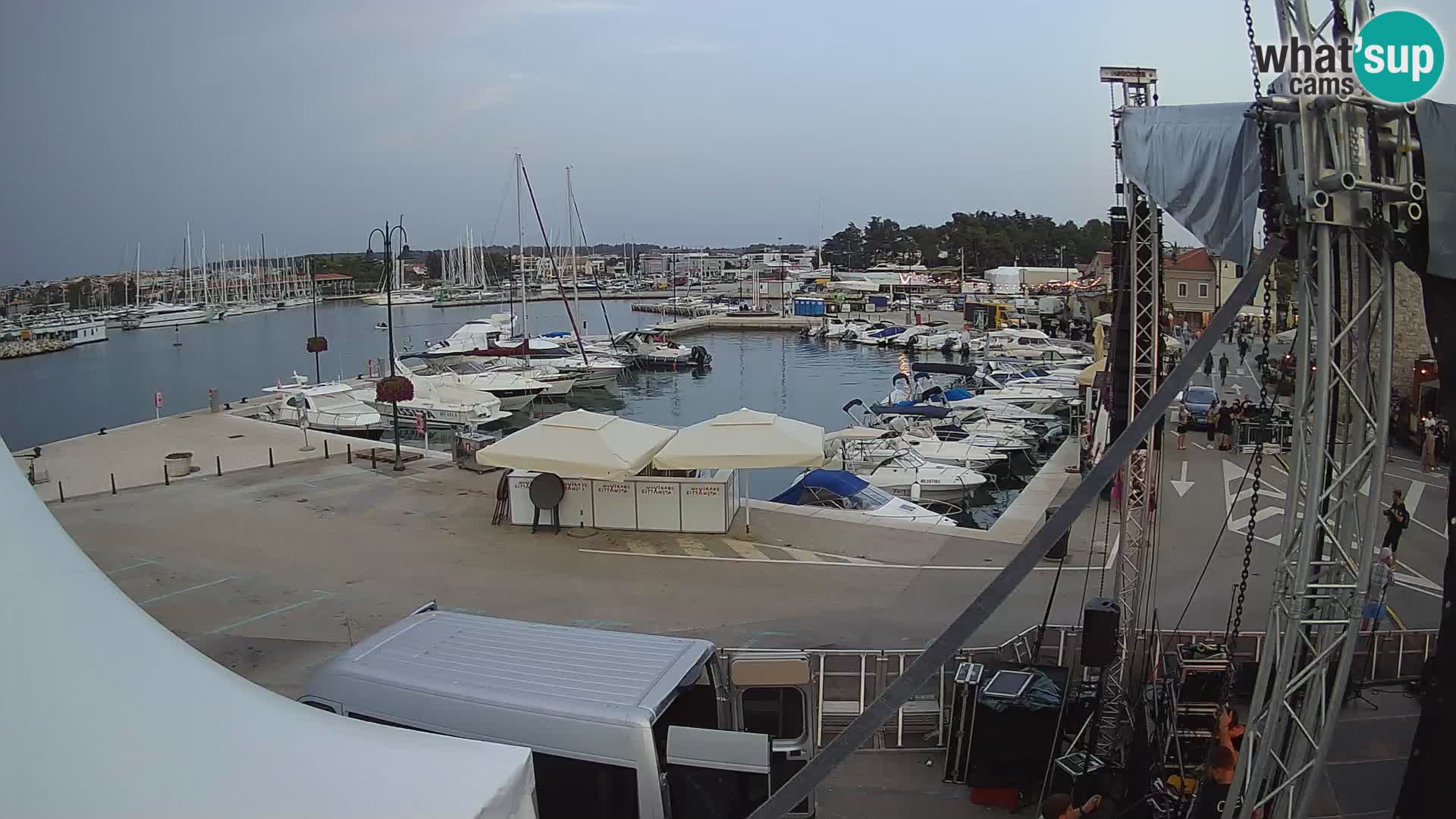 Novigrad | Porporela marina