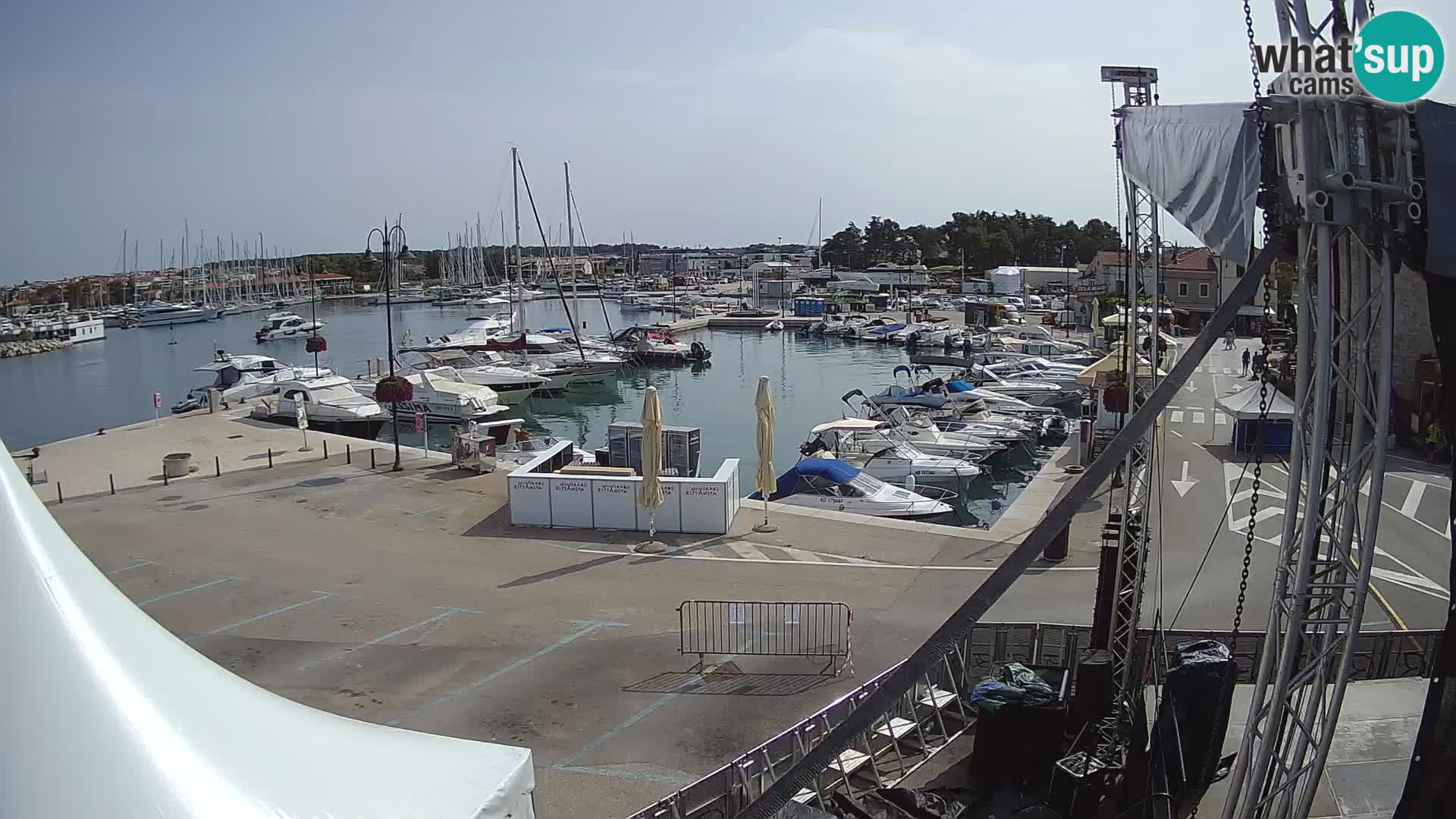 Novigrad | Porporela marina