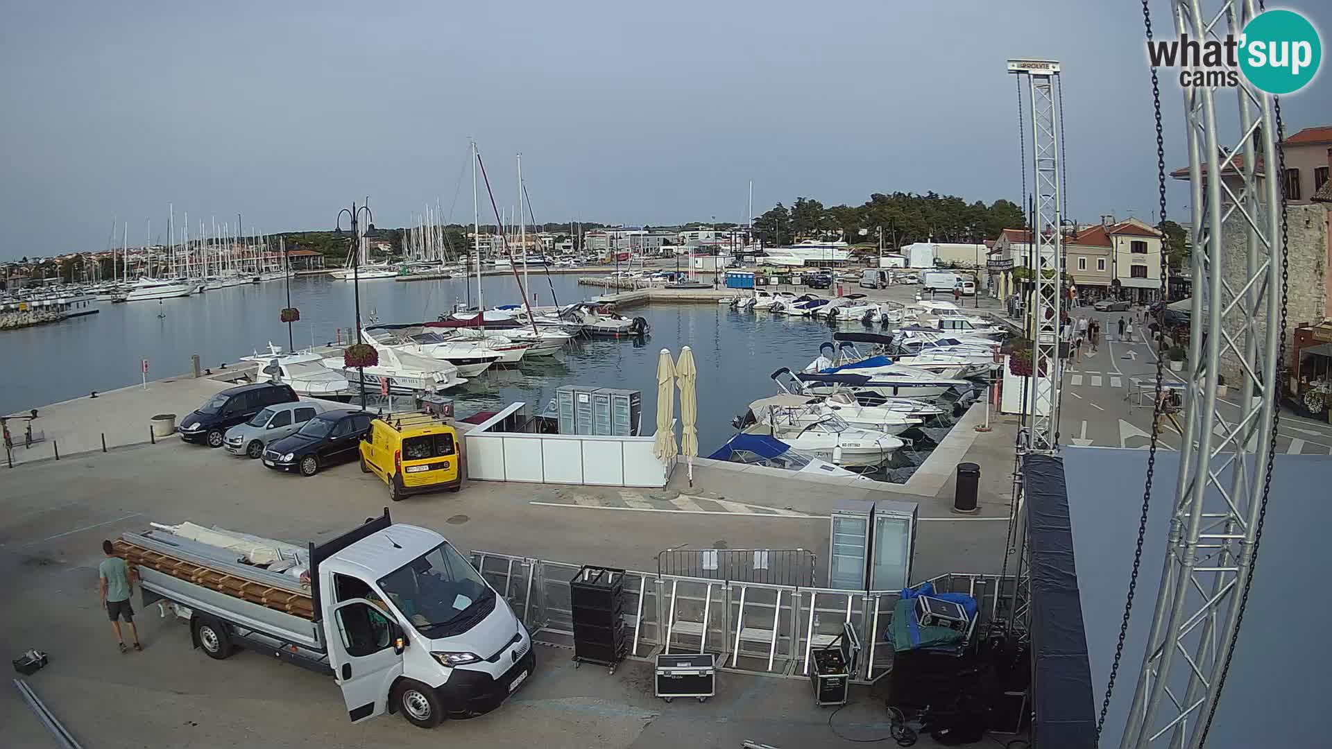 Novigrad | Porporela marina
