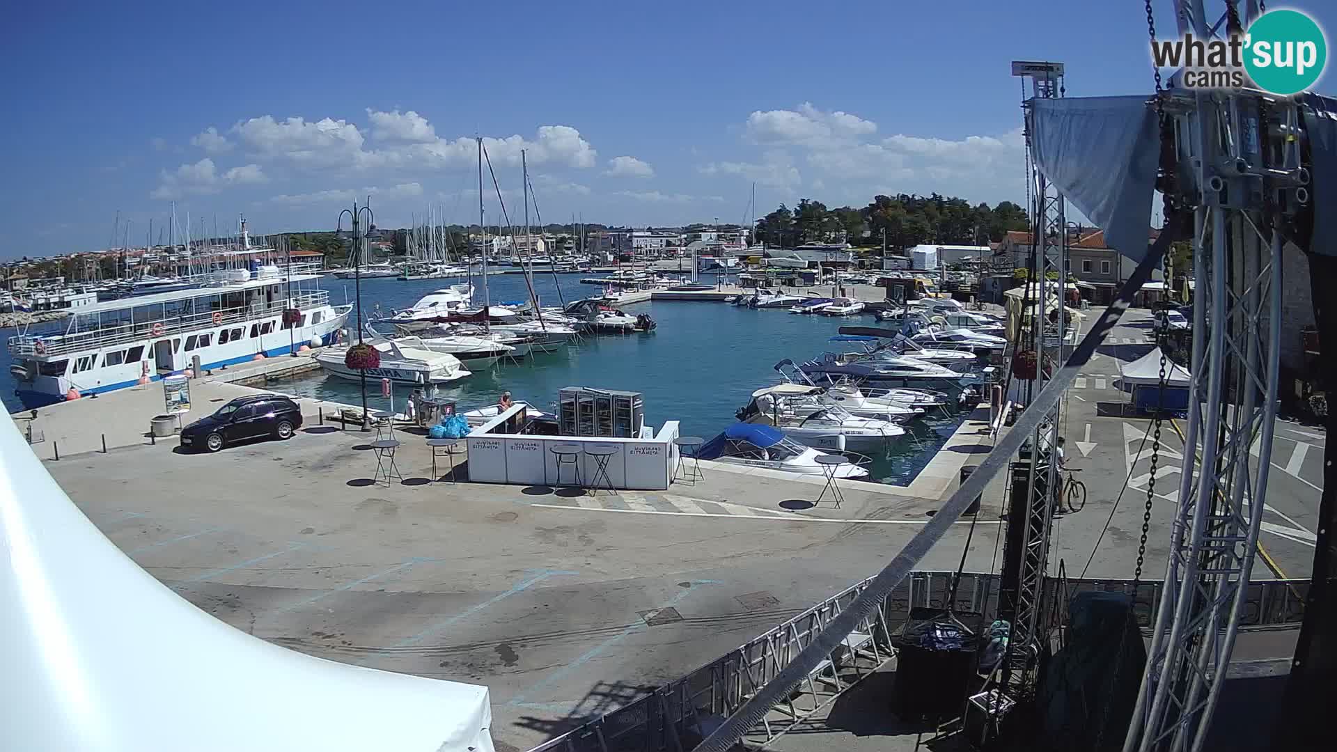 Novigrad | Porporela marina