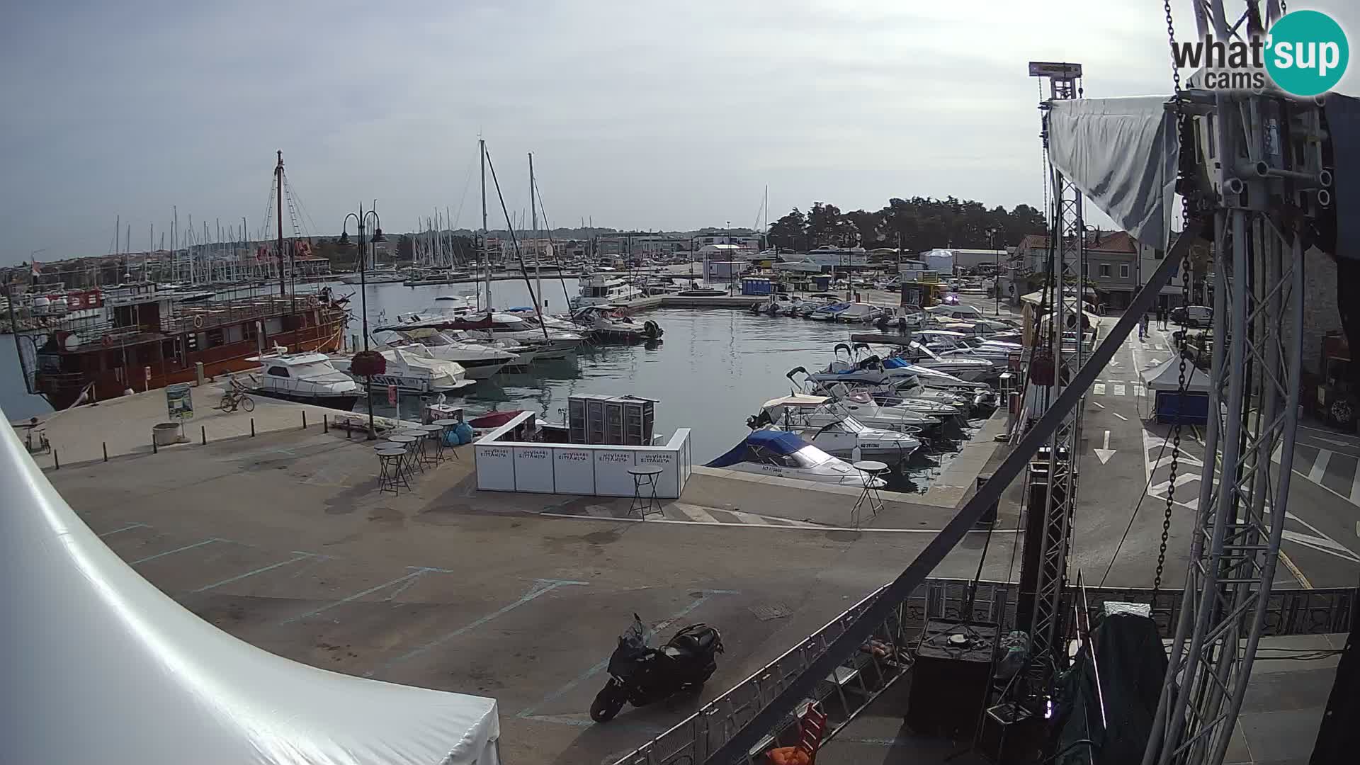 Novigrad | Porporela marina