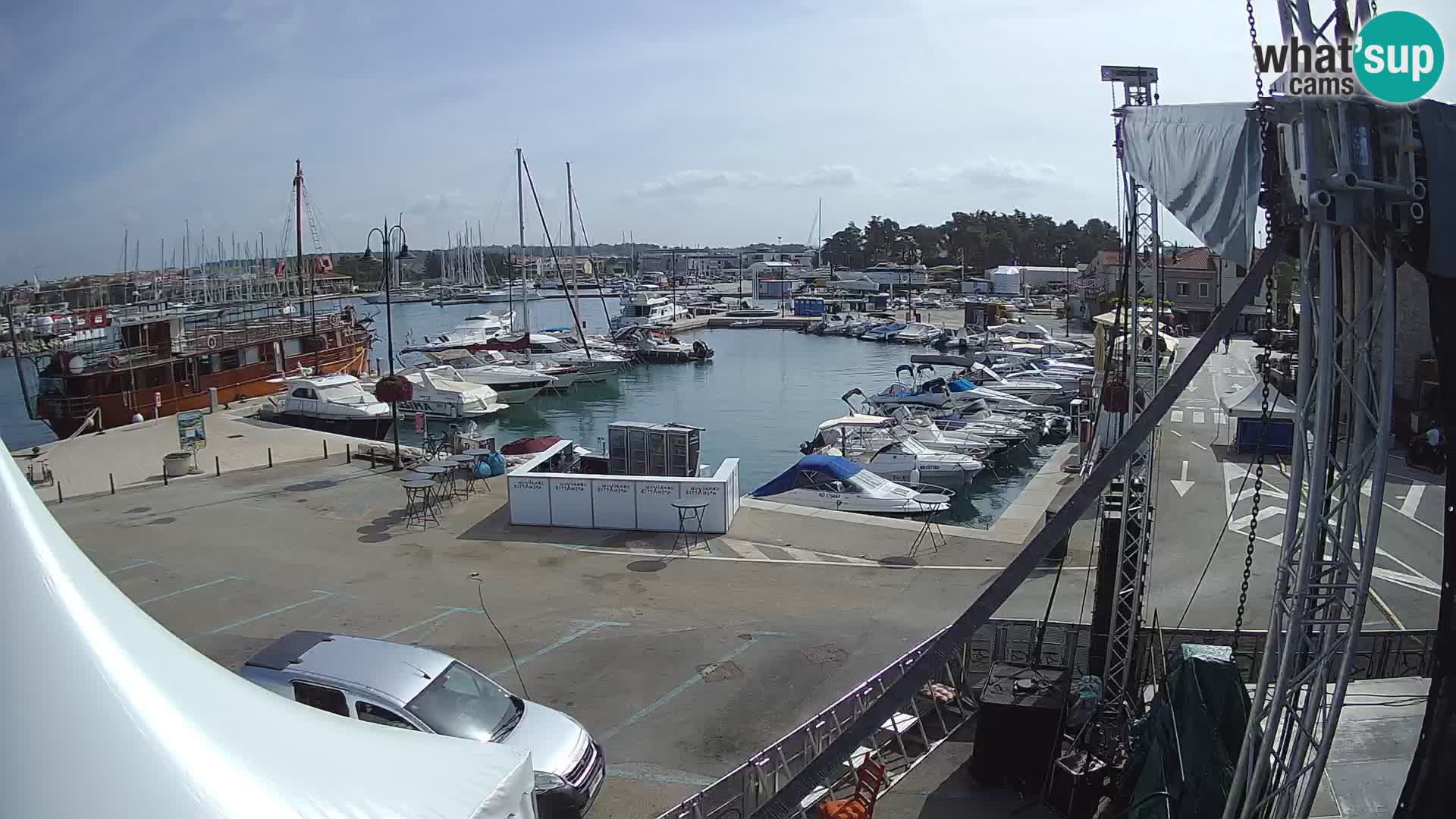 Novigrad | Porporela marina