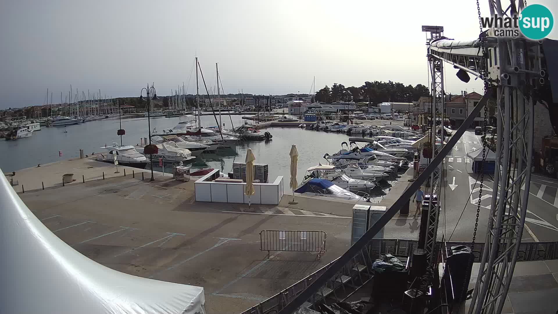 Novigrad | Porporela marina
