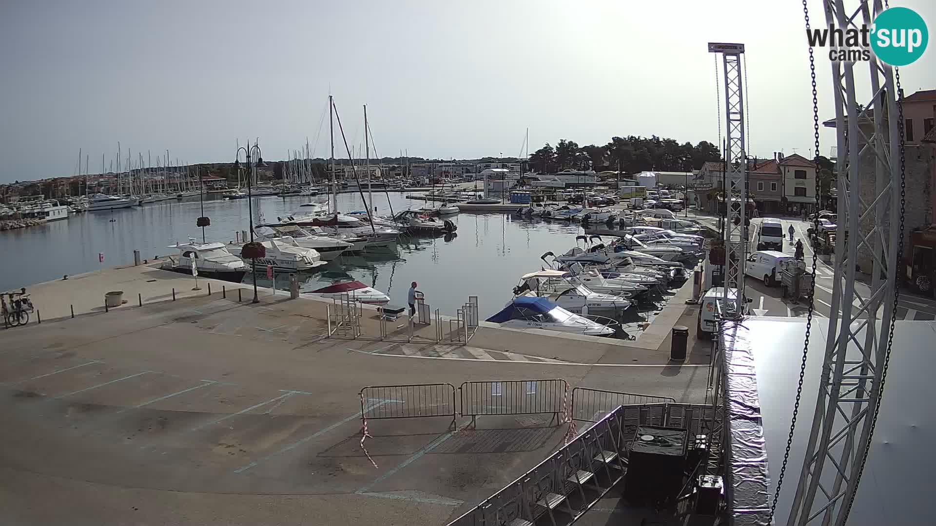 Novigrad | Porporela marina