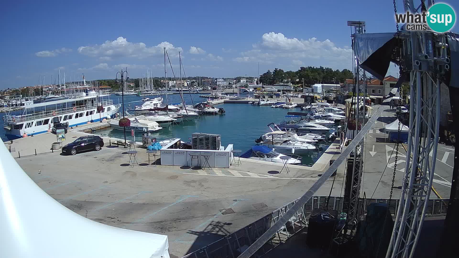 Novigrad | Porporela marina