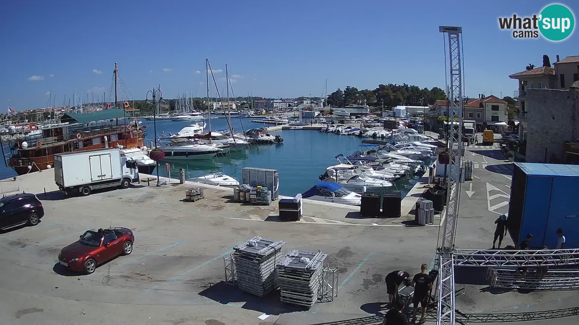 Novigrad | Porporela marina