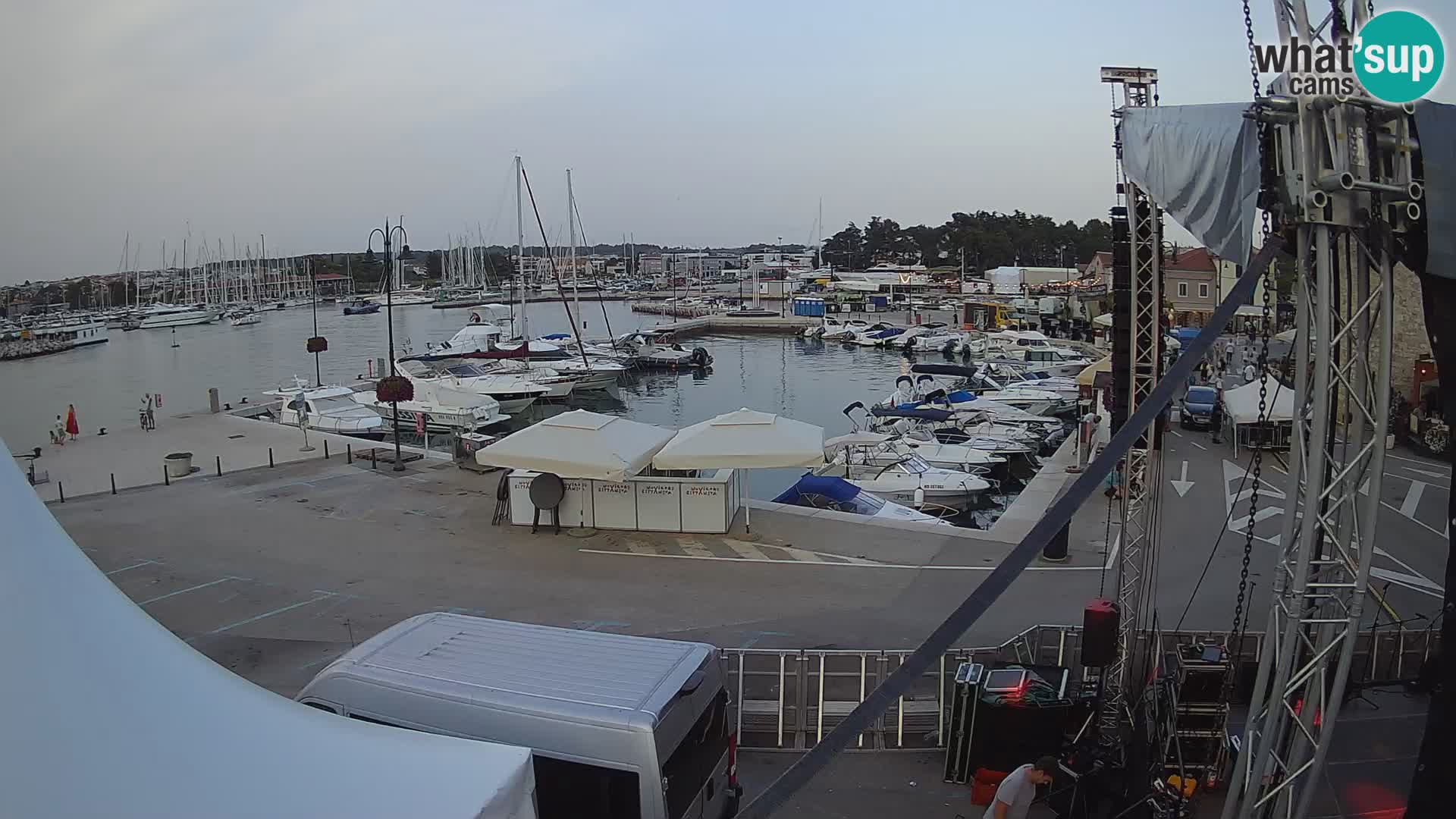 Novigrad | Porporela marina