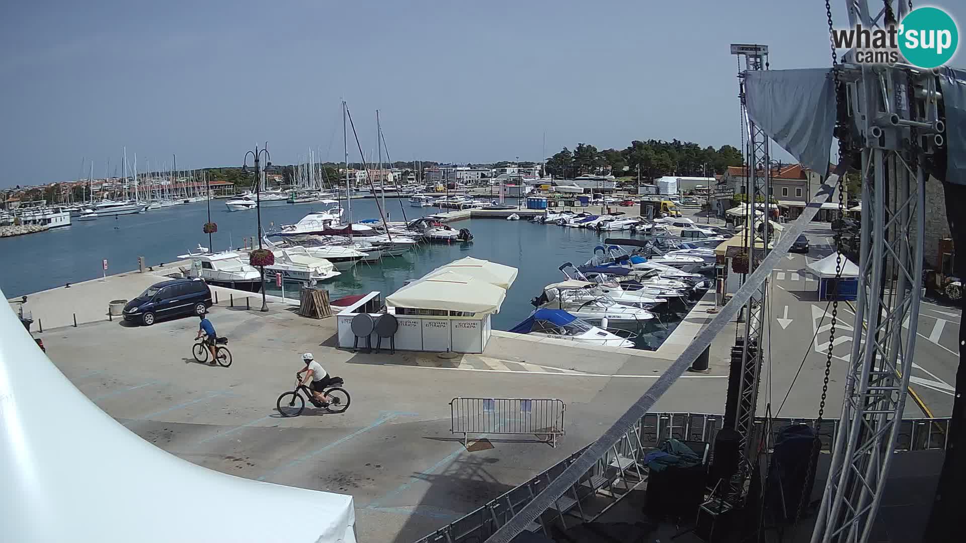 Novigrad | Porporela marina