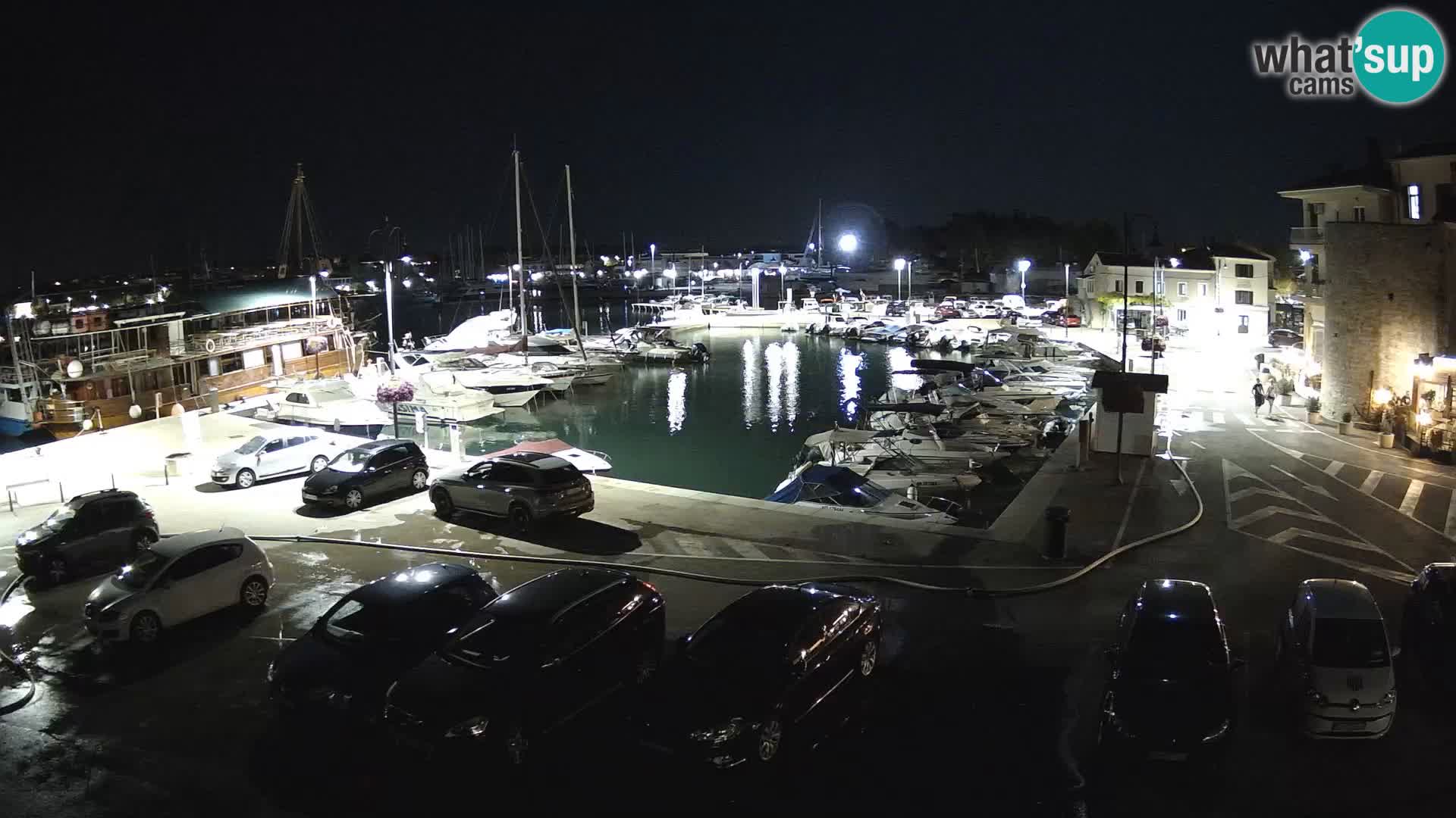 Novigrad | Porporela marina