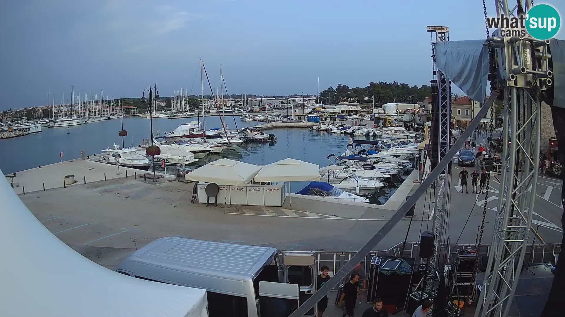 Novigrad | Porporela marina