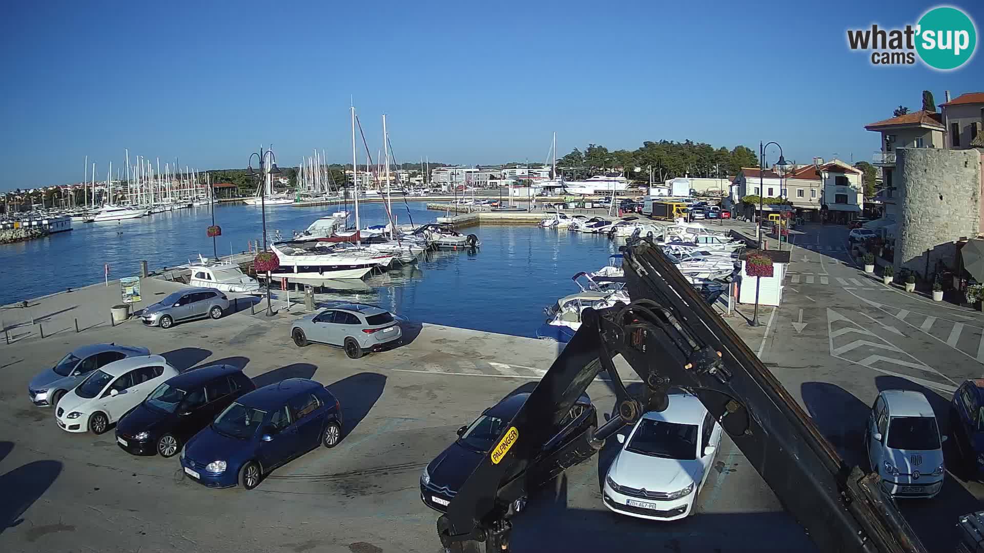 Novigrad | Porporela marina