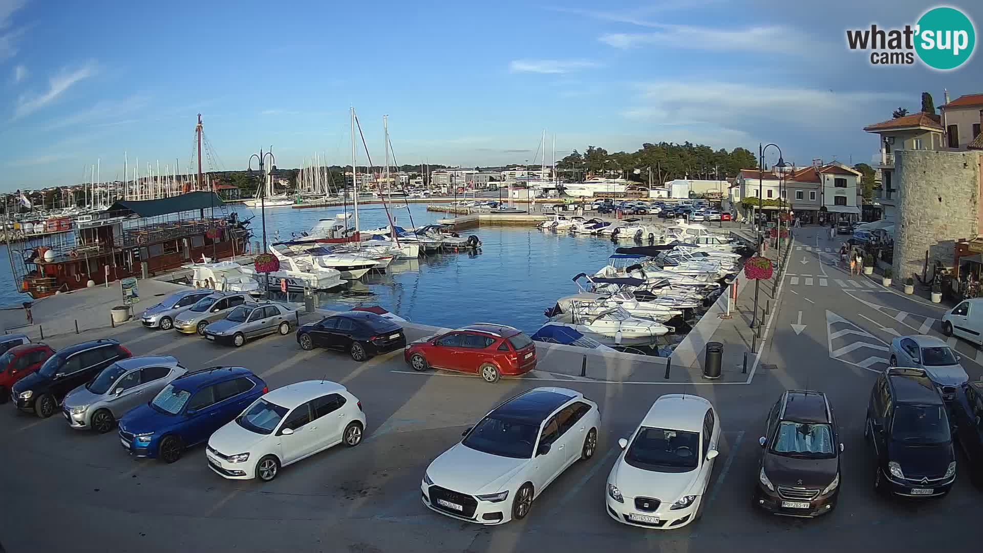 Novigrad | Porporela marina