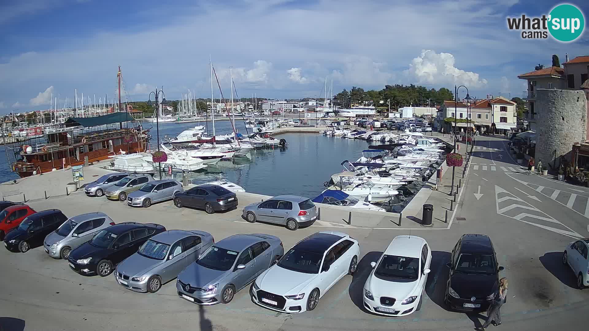 Novigrad | Porporela marina