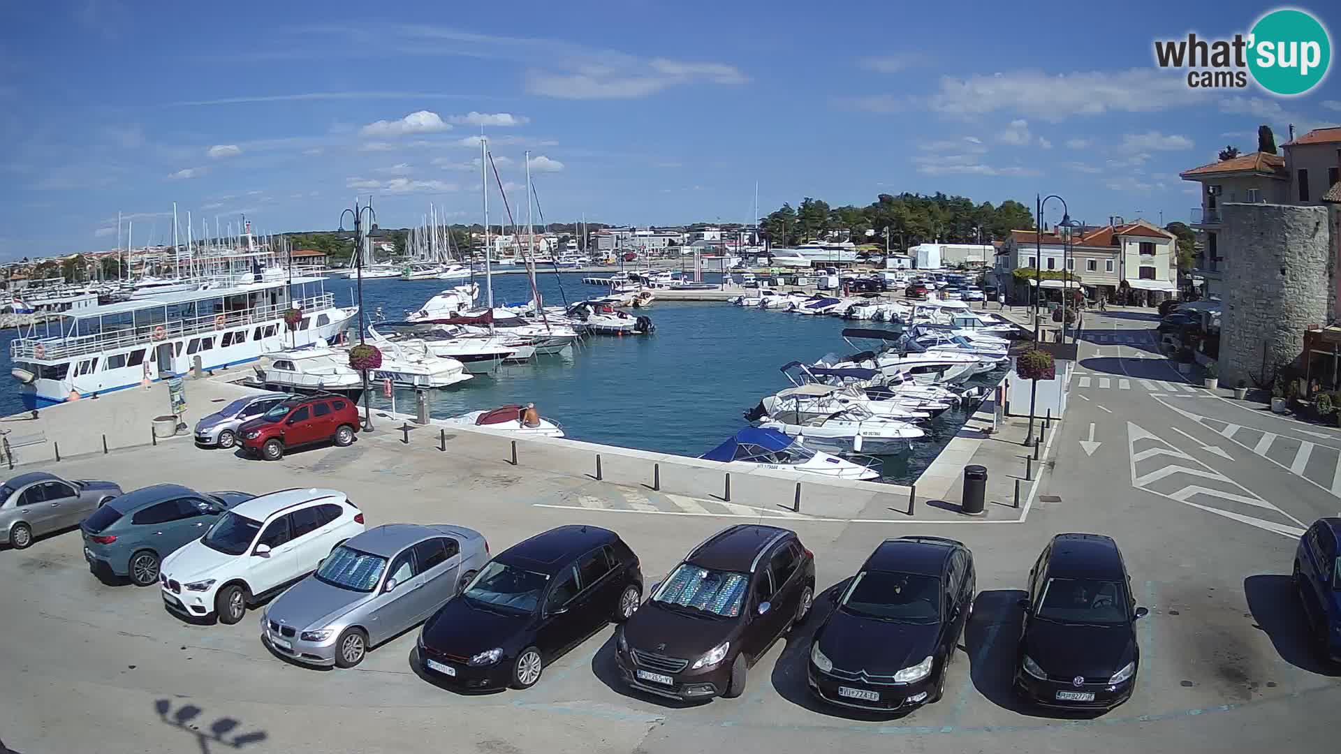 Novigrad | Porporela marina