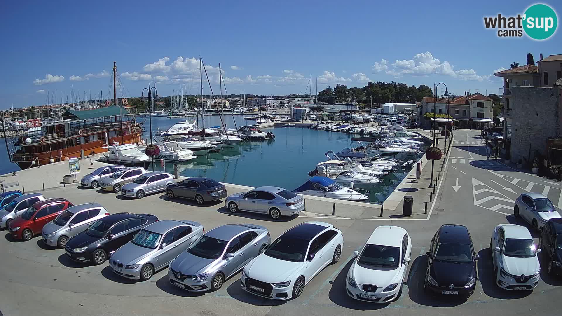 Novigrad | Porporela marina
