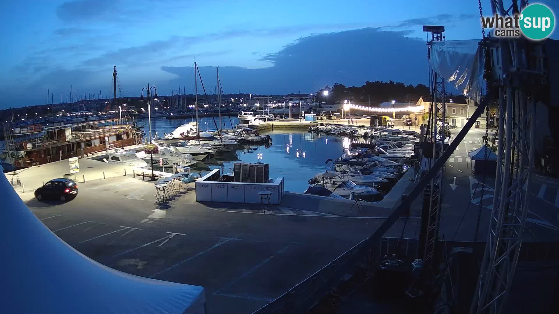 Novigrad | Porporela marina