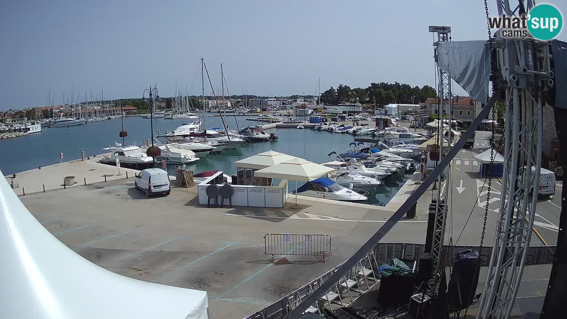Novigrad | Porporela marina