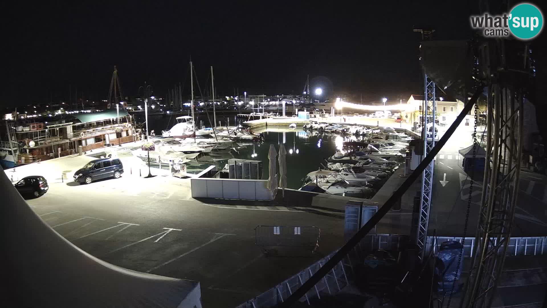 Novigrad | Porporela marina