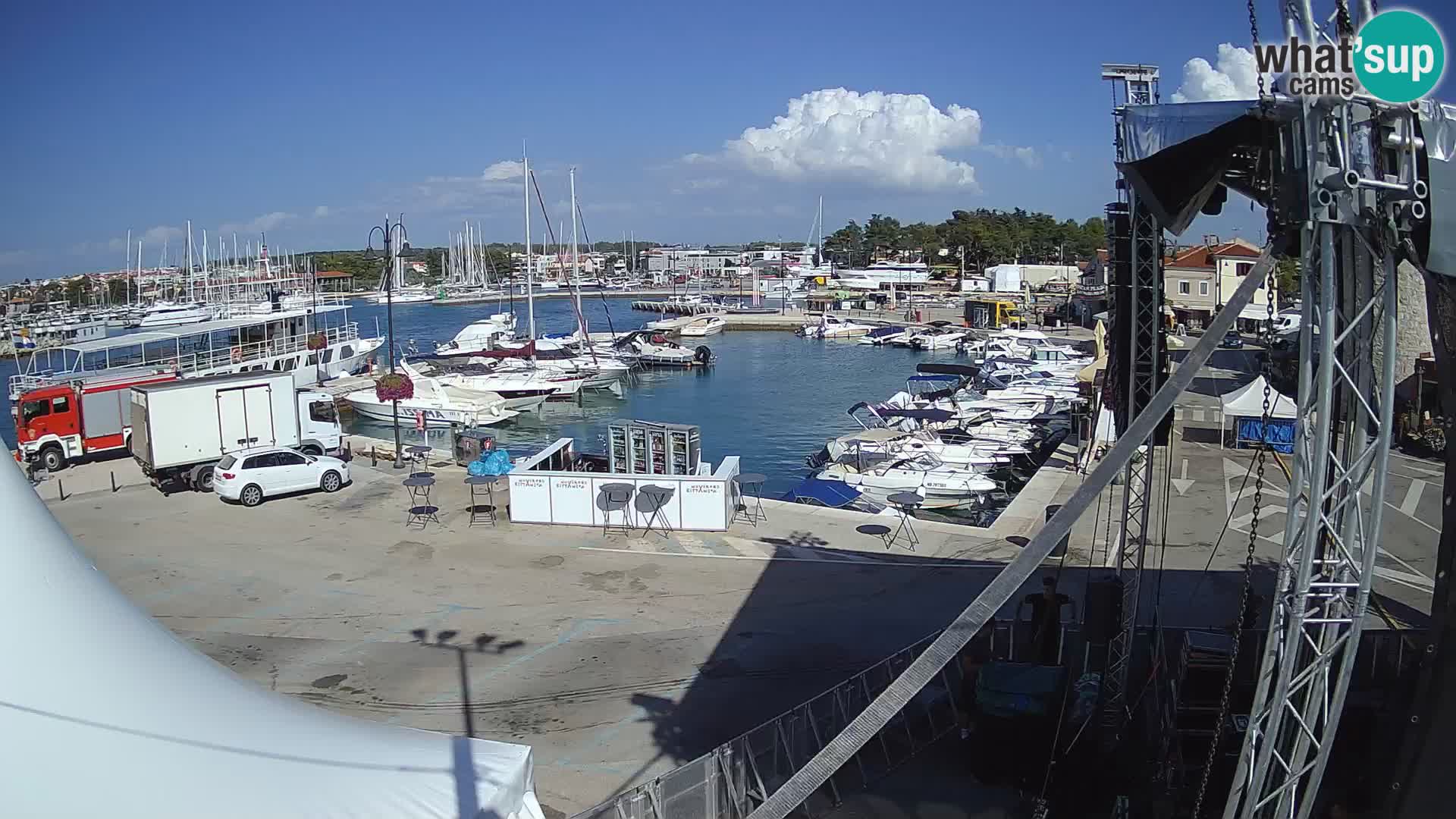 Novigrad | Porporela marina