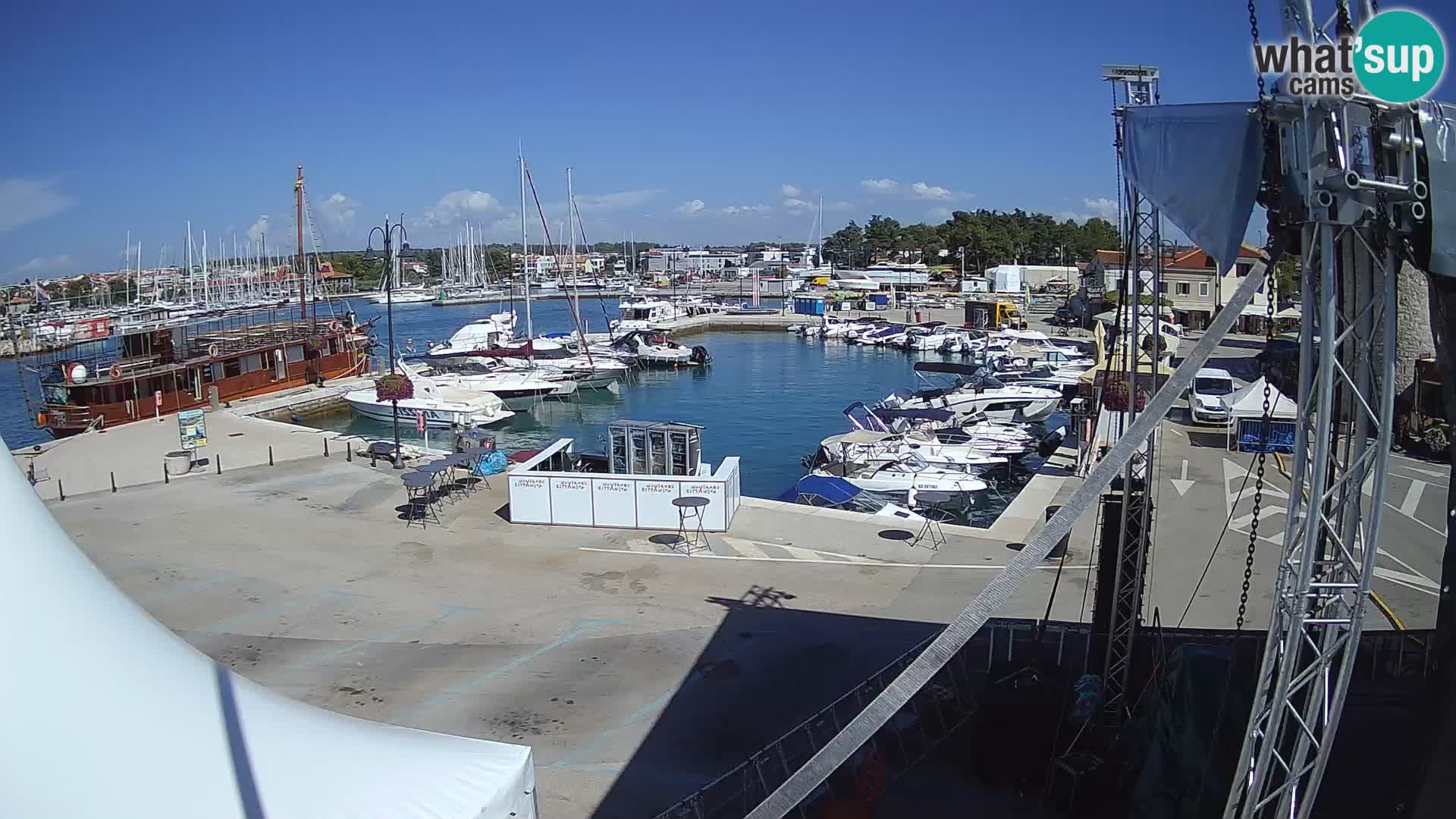 Novigrad | Porporela marina