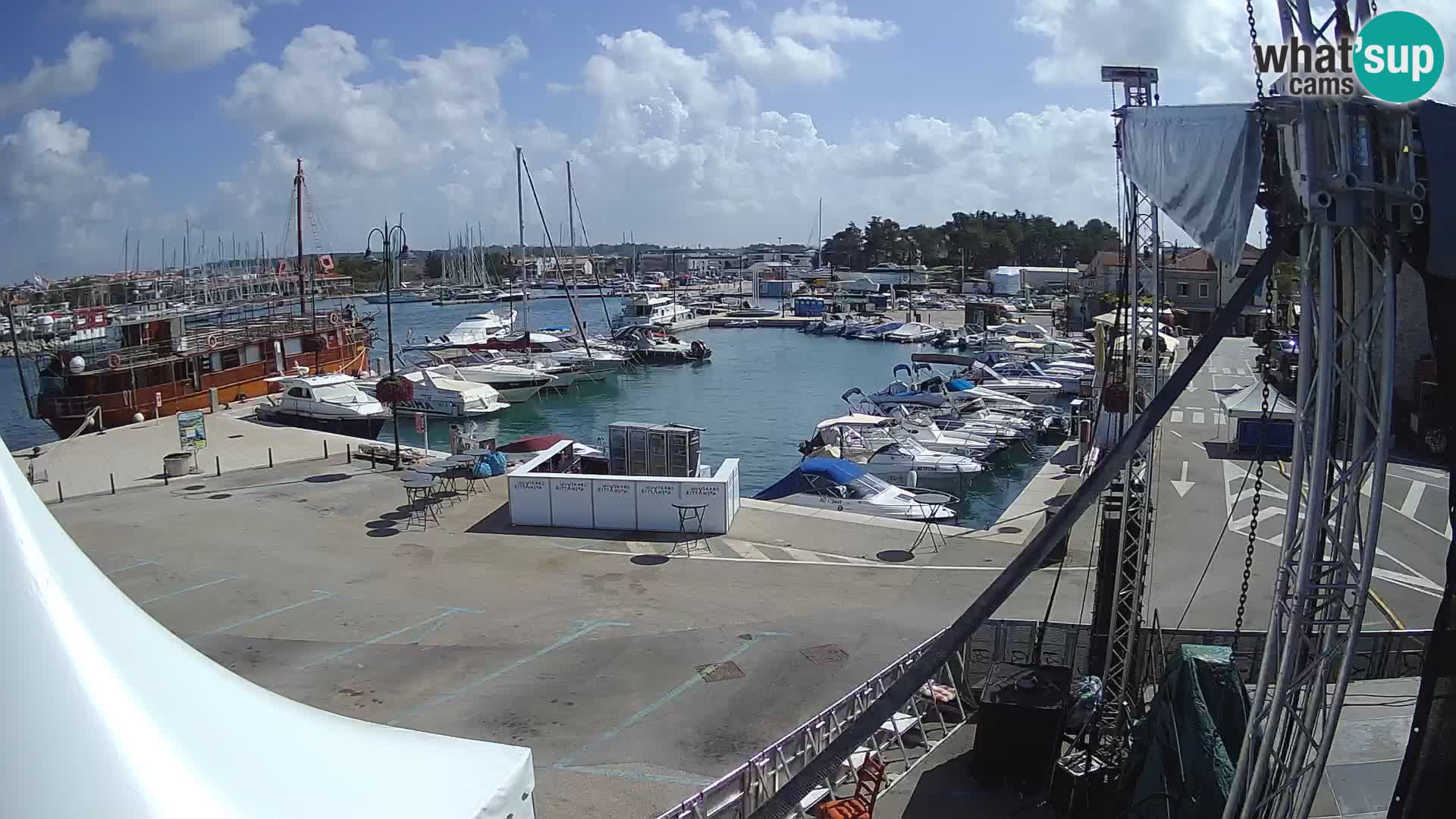 Novigrad | Porporela marina