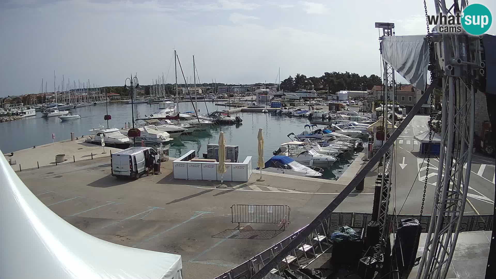 Novigrad | Porporela marina