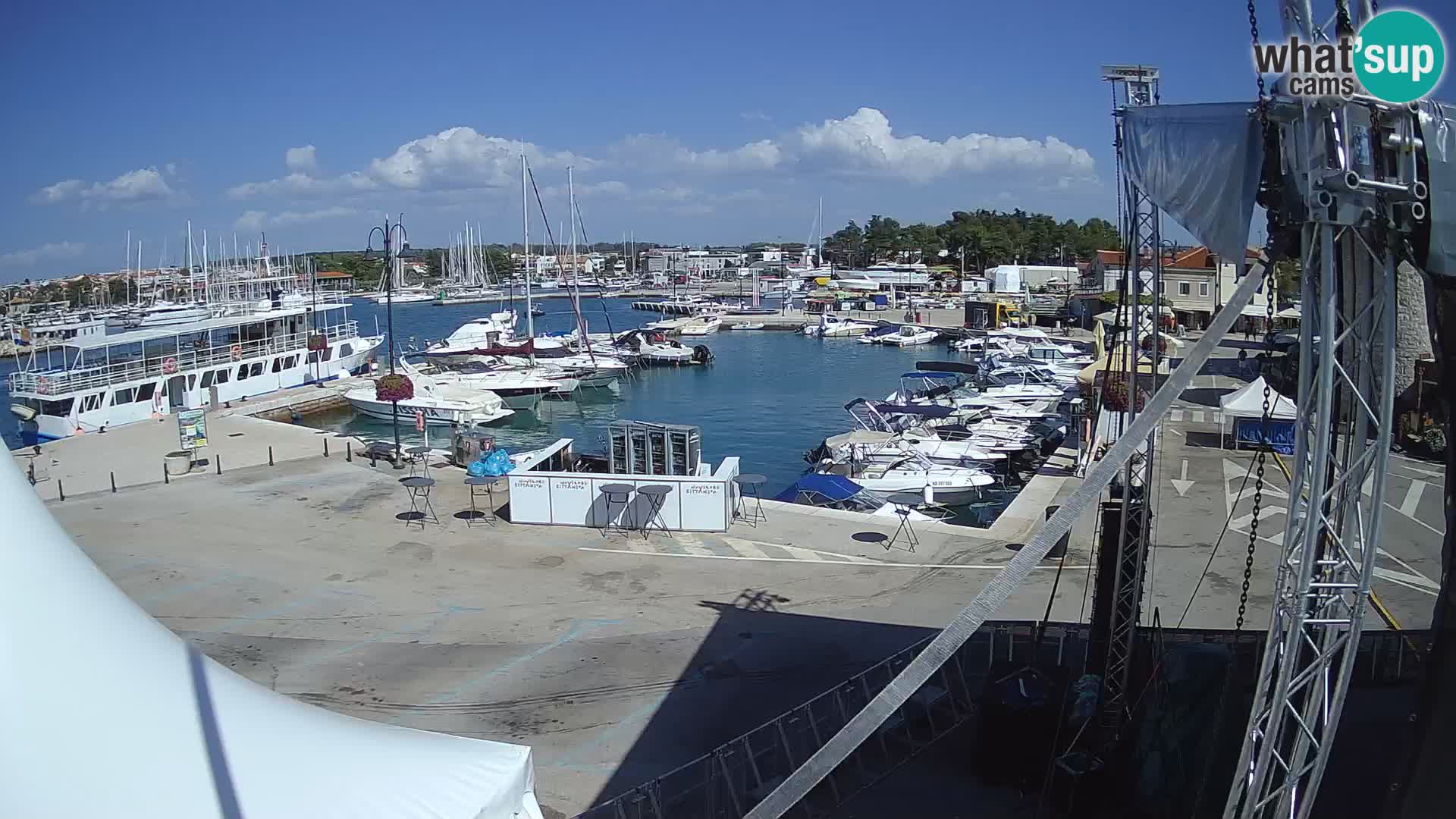 Novigrad | Porporela marina