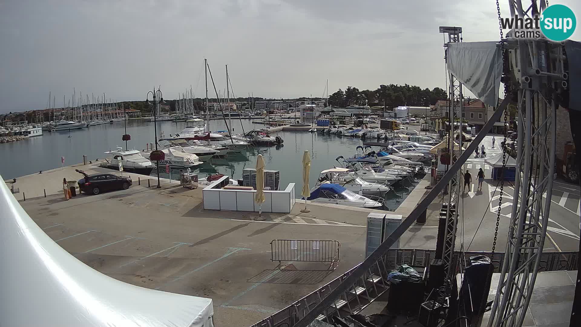 Novigrad | Porporela marina