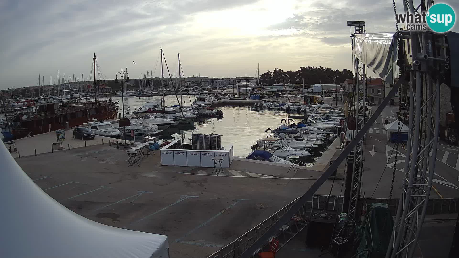Novigrad | Porporela marina