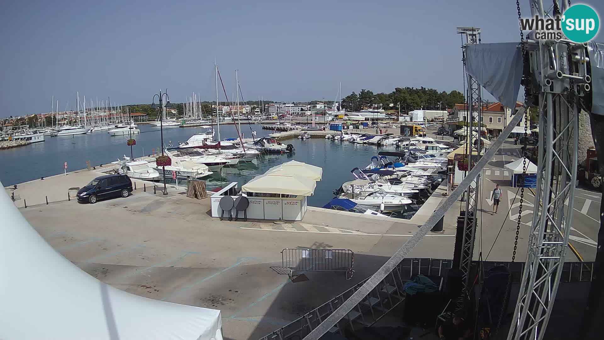 Novigrad | Porporela marina
