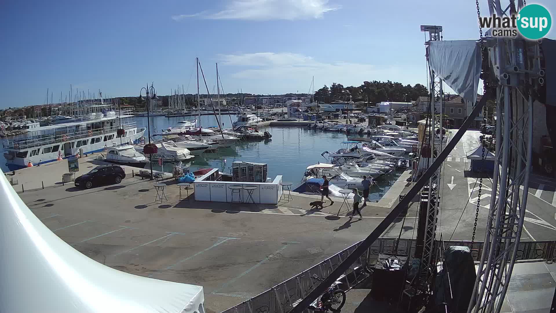 Novigrad | Porporela marina