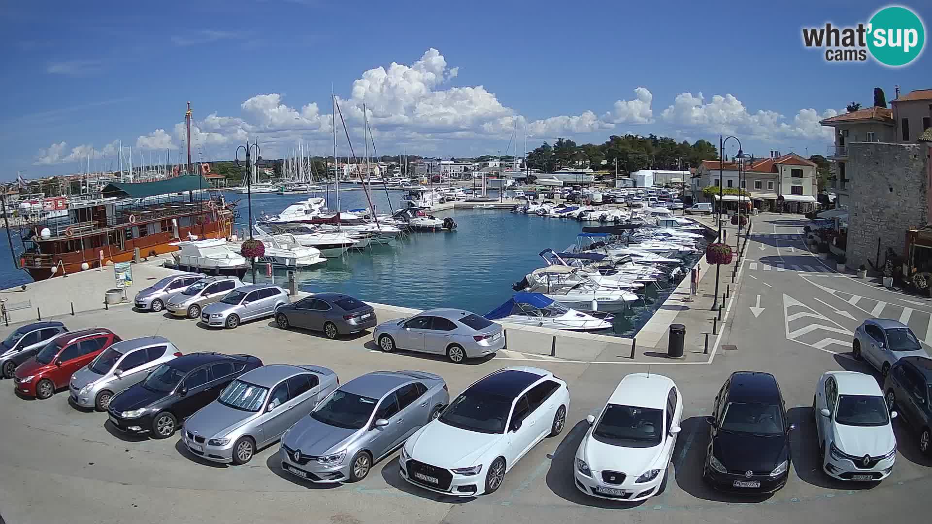 Novigrad | Porporela marina