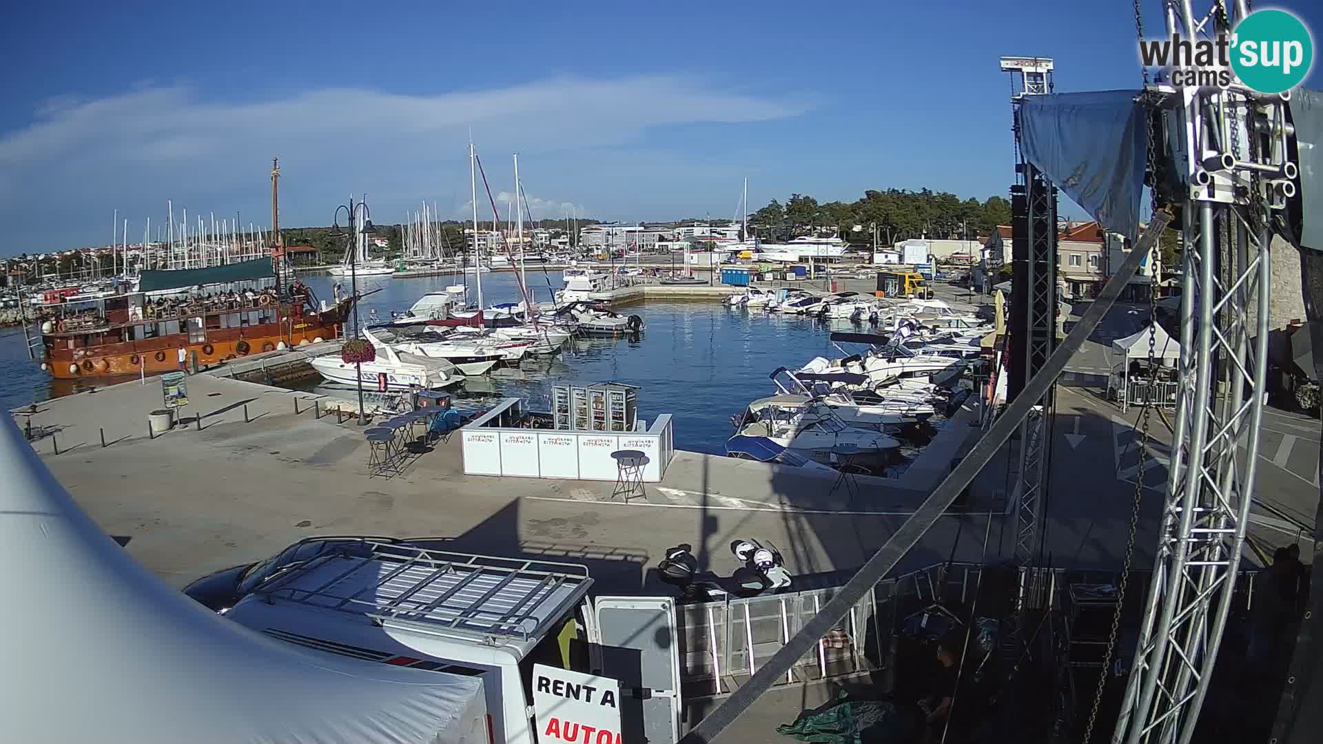 Novigrad | Porporela marina