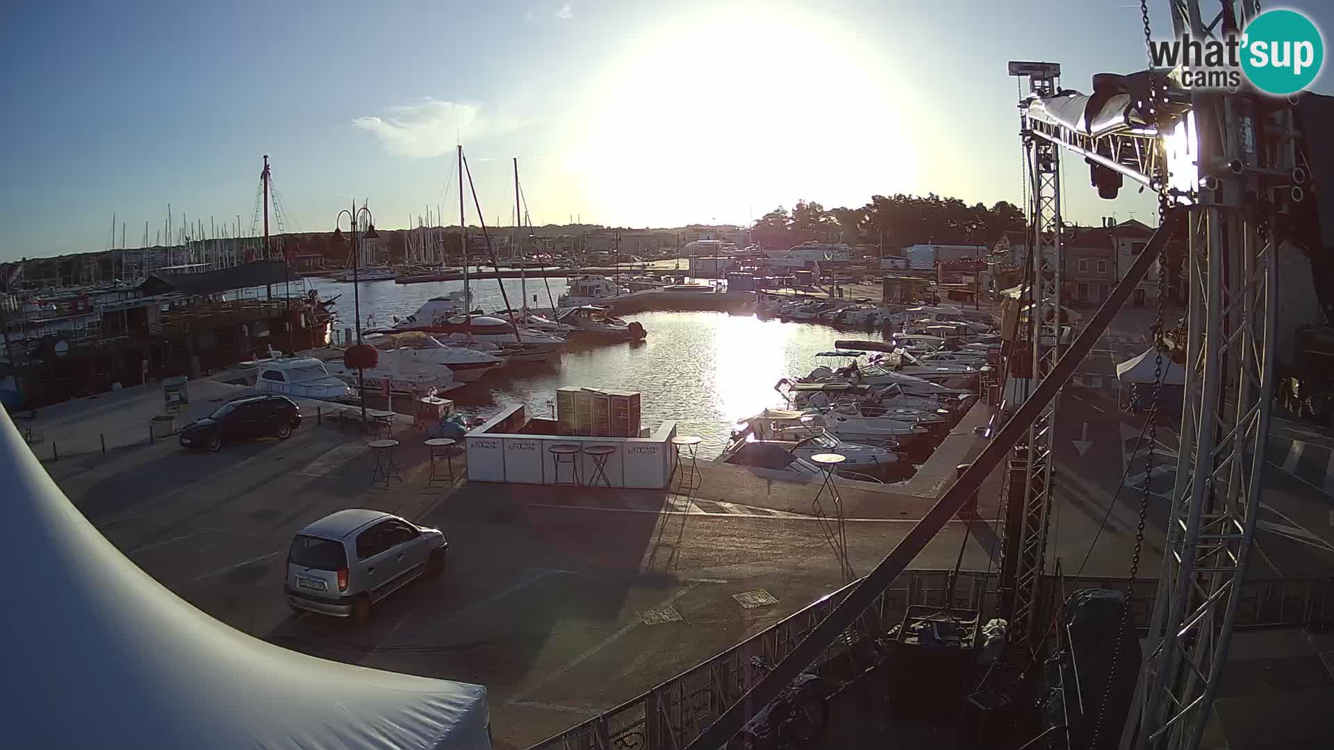 Novigrad | Porporela marina