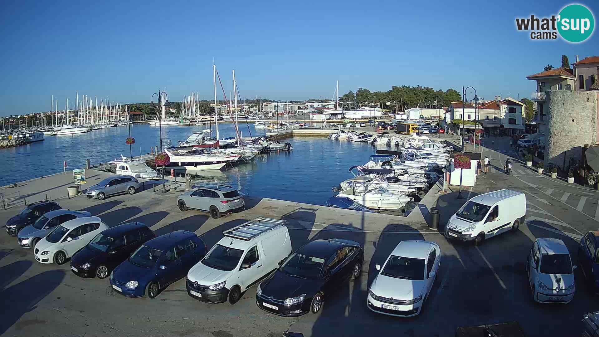Novigrad | Porporela marina
