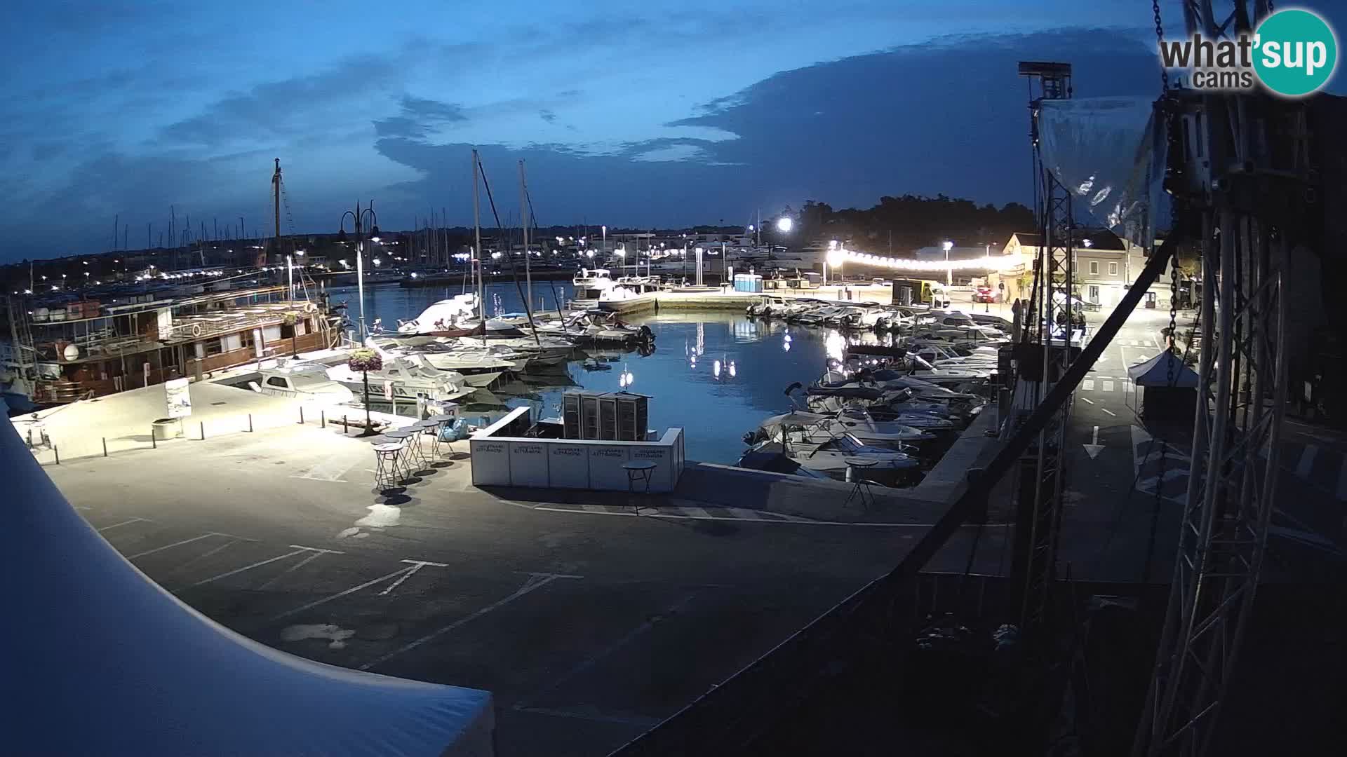 Novigrad | Porporela marina