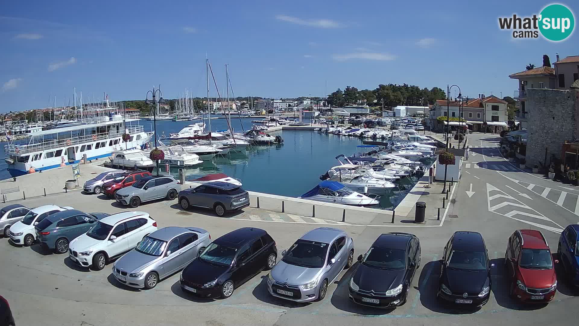 Novigrad | Porporela marina