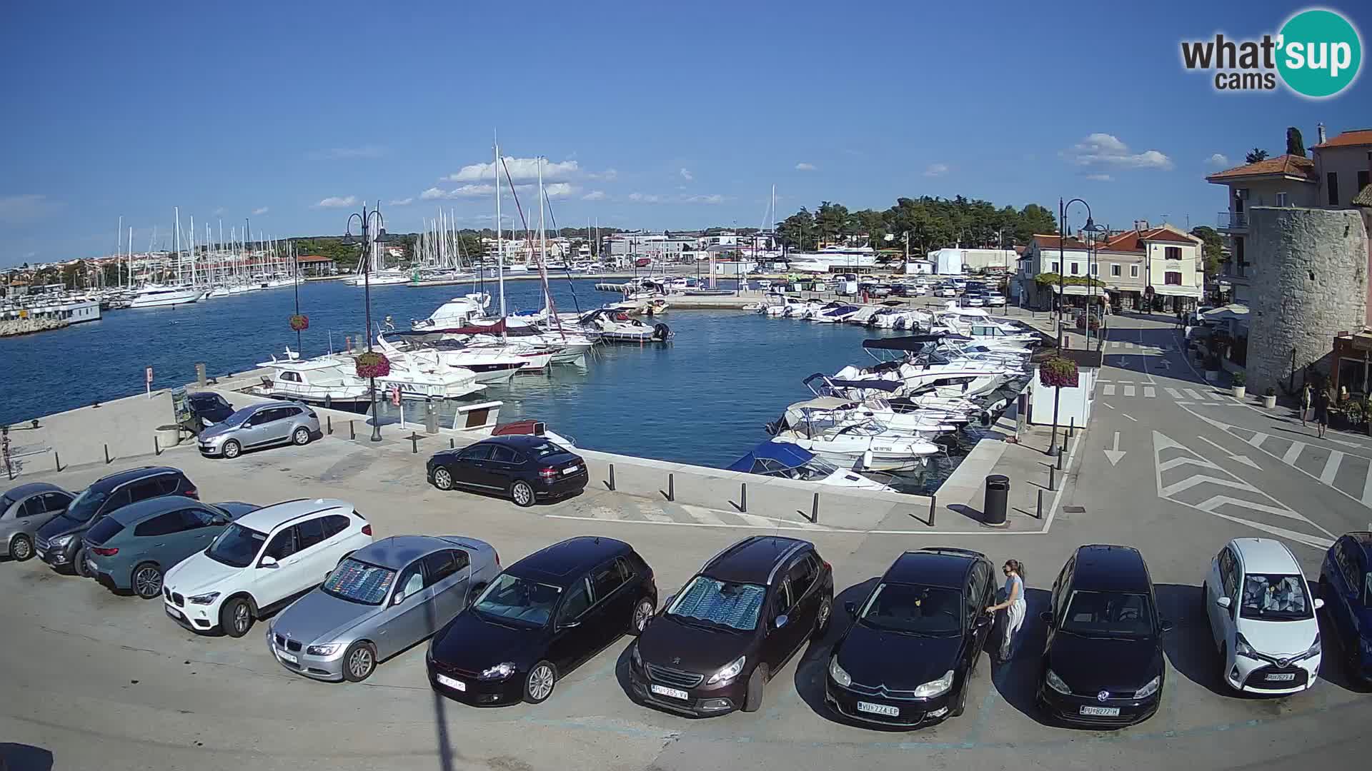 Novigrad | Porporela marina