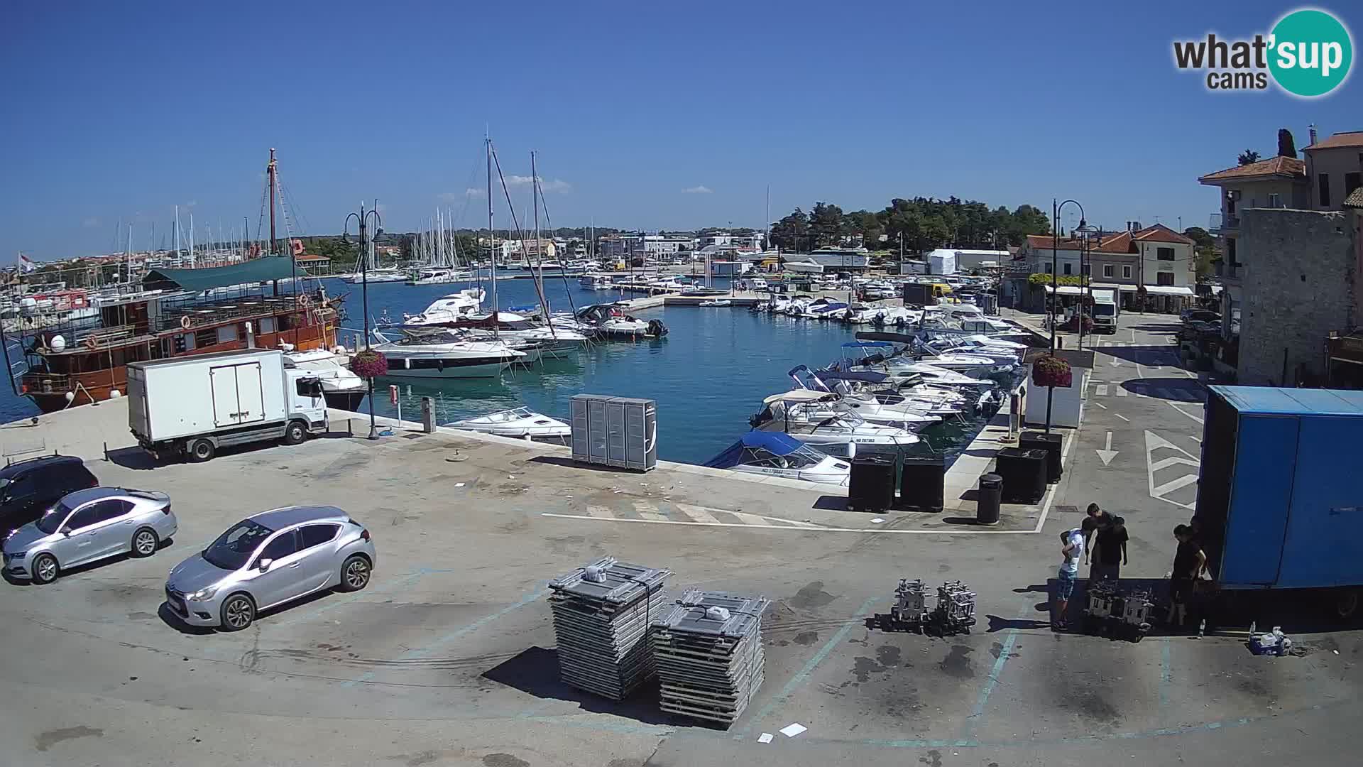 Novigrad | Porporela marina